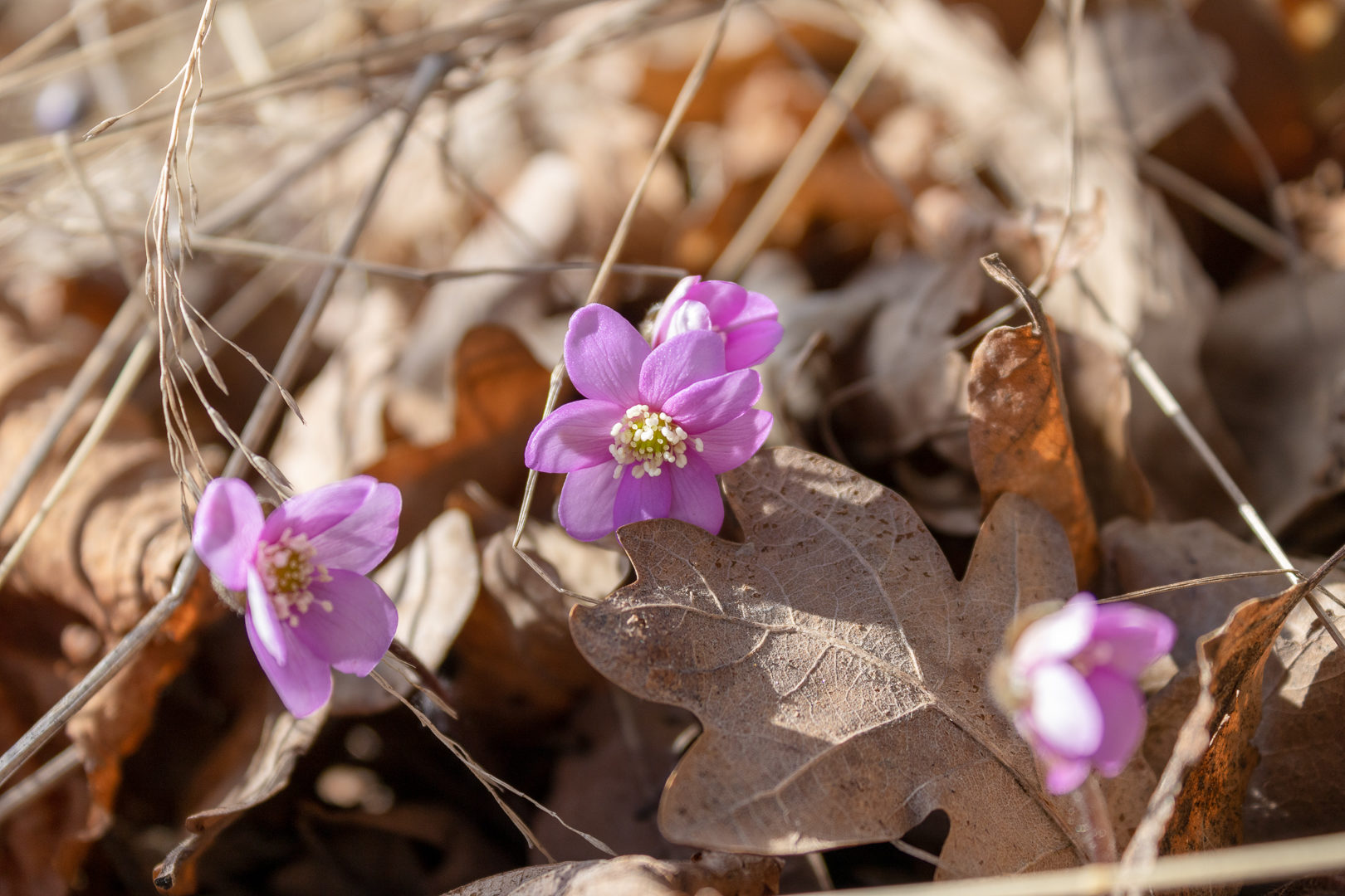 Valokuvaaja: Pirjo Räisänen