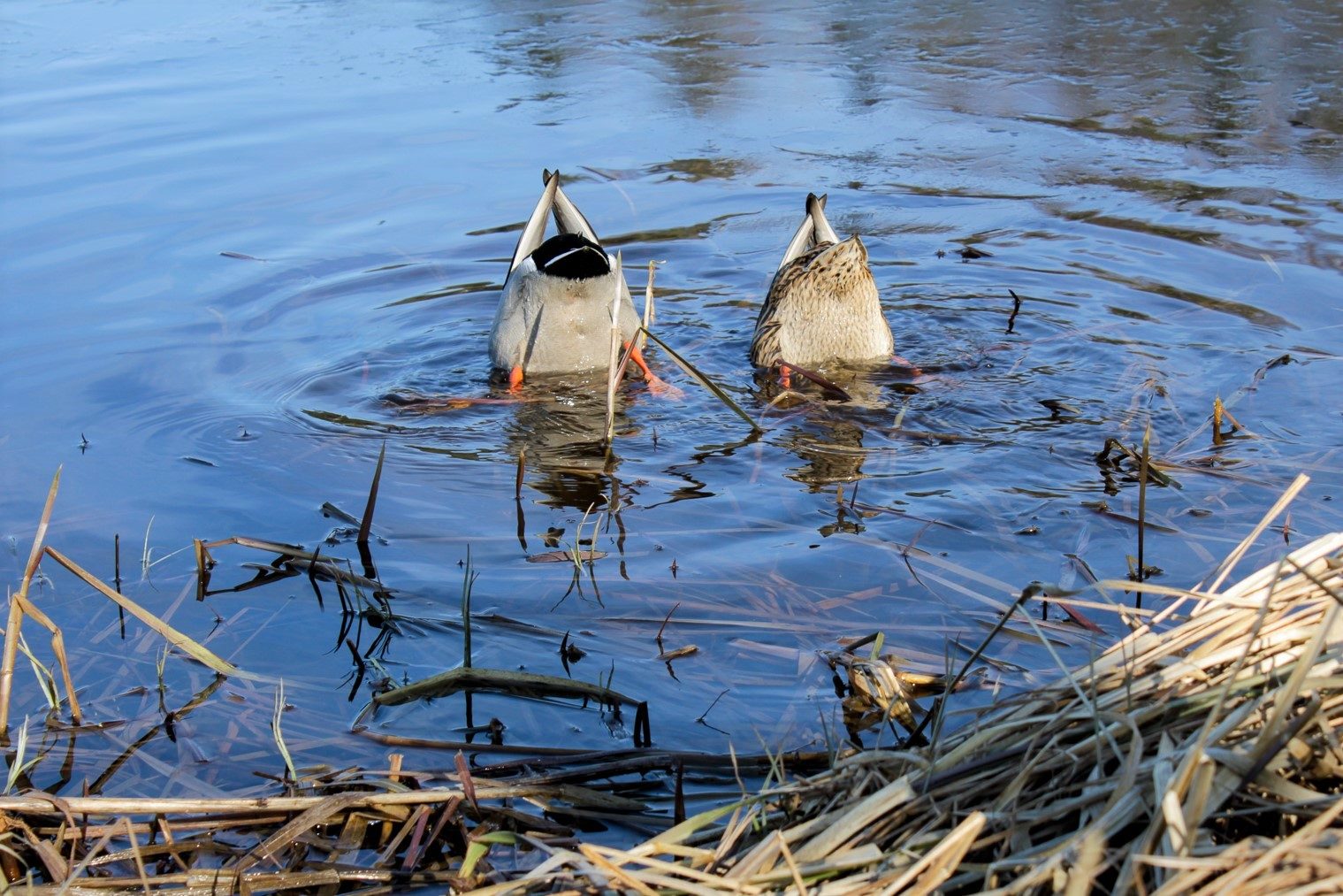 Valokuvaaja: Pirjo Räisänen