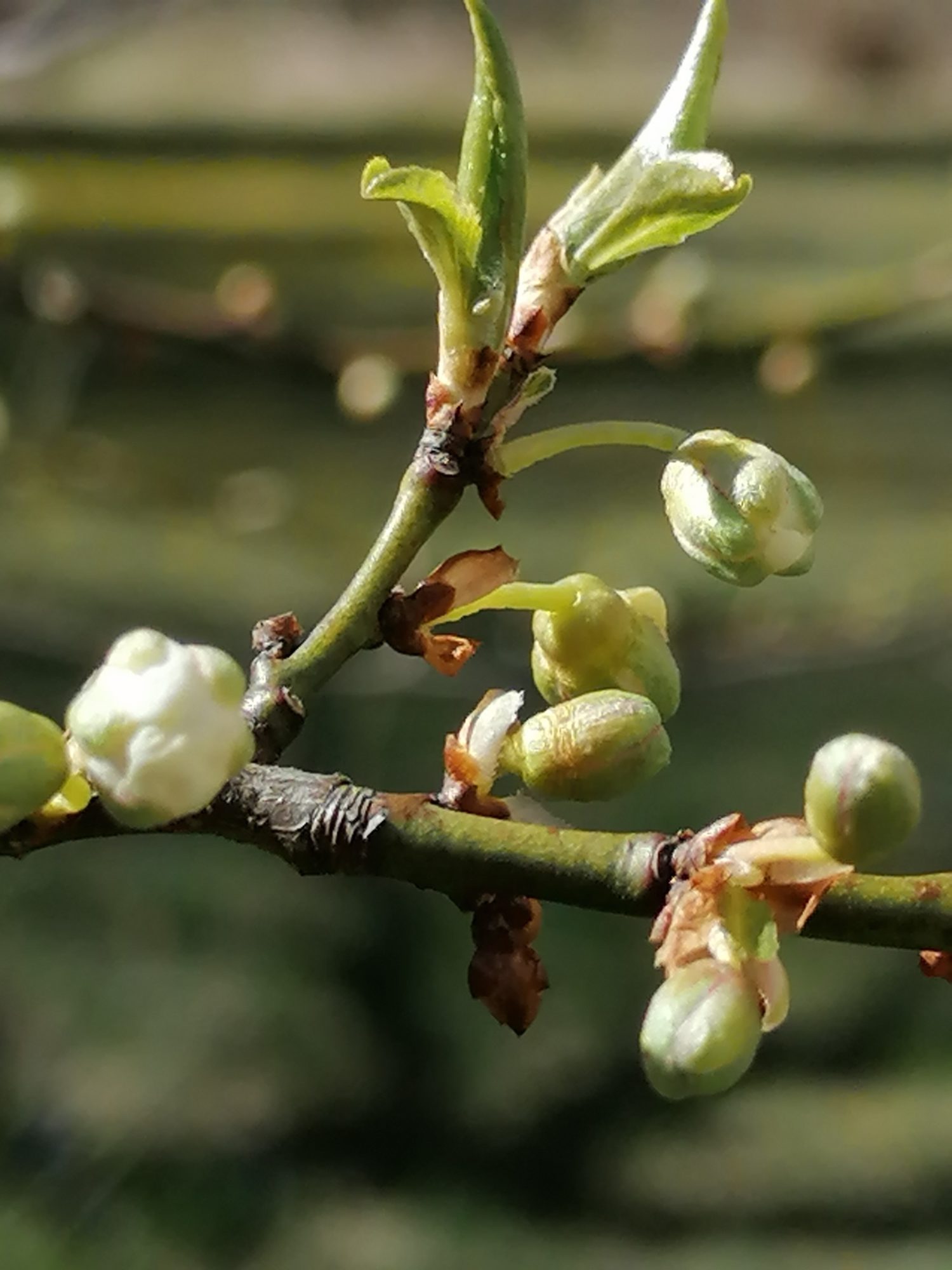 Valokuvaaja: Heidi Limnell