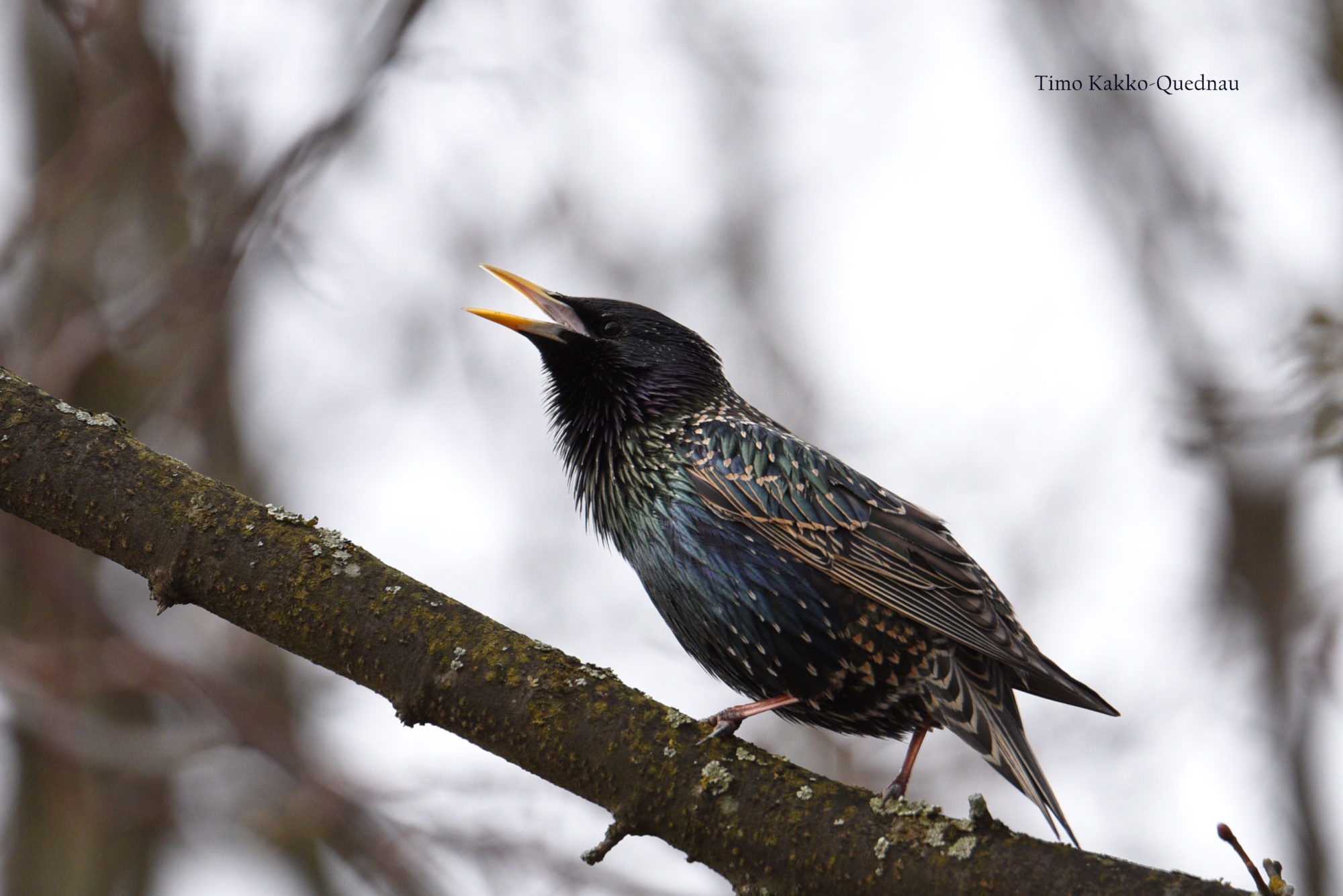 Valokuvaaja: Timo Kakko-Quednau