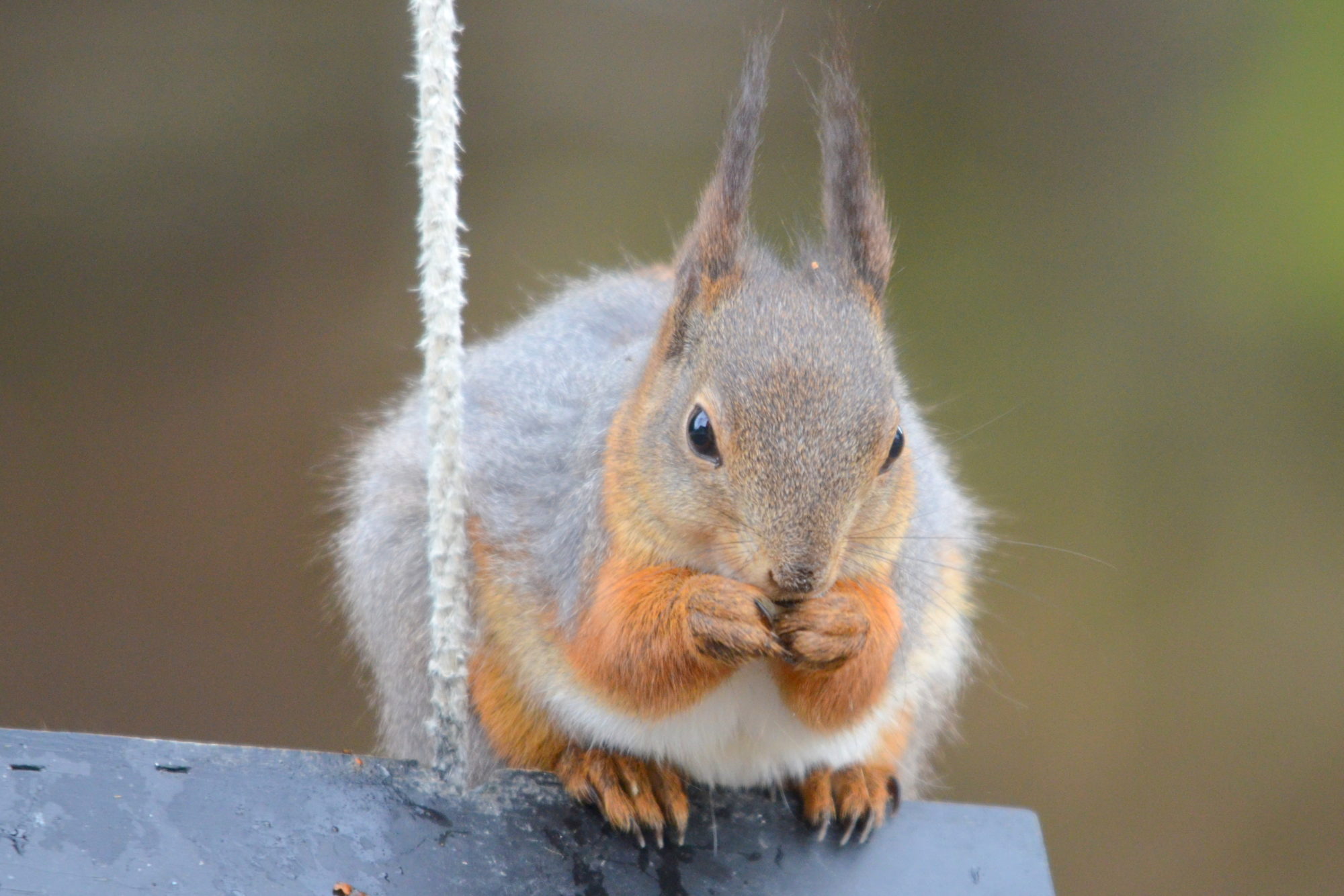 Valokuvaaja: Kaarlo Asikainen