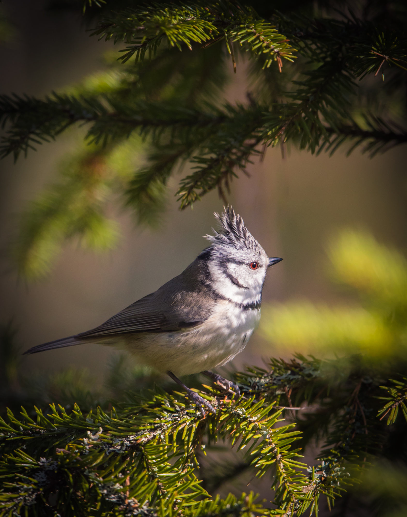 Valokuvaaja: Jukka Risikko