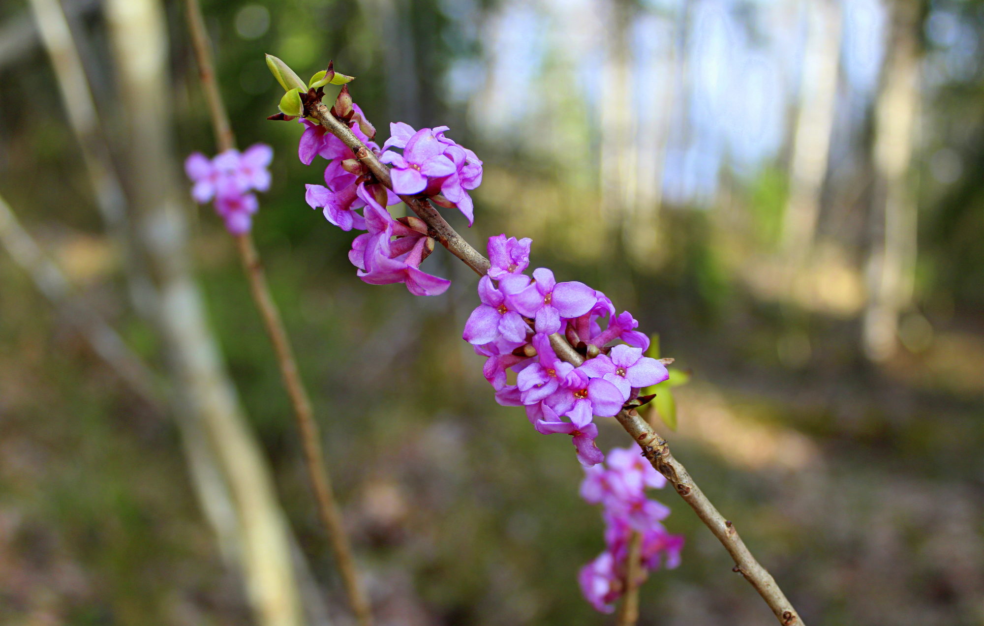 Valokuvaaja: Paula Savelius