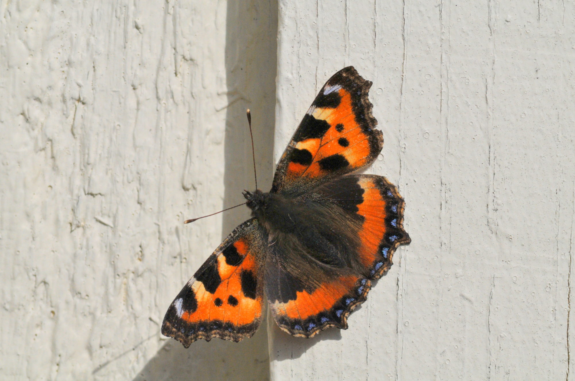 Valokuvaaja: Kaarlo Asikainen