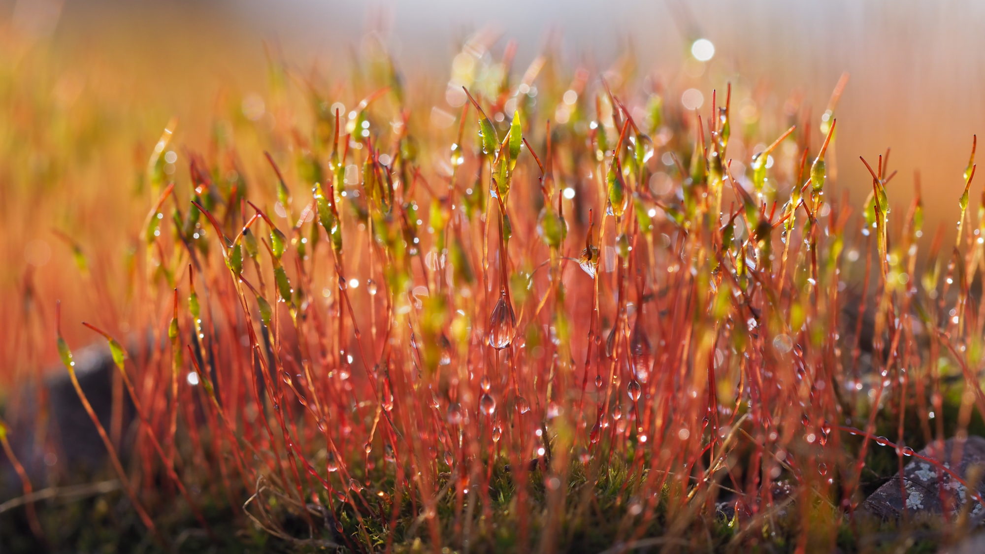 Valokuvaaja: Arja Valtonen