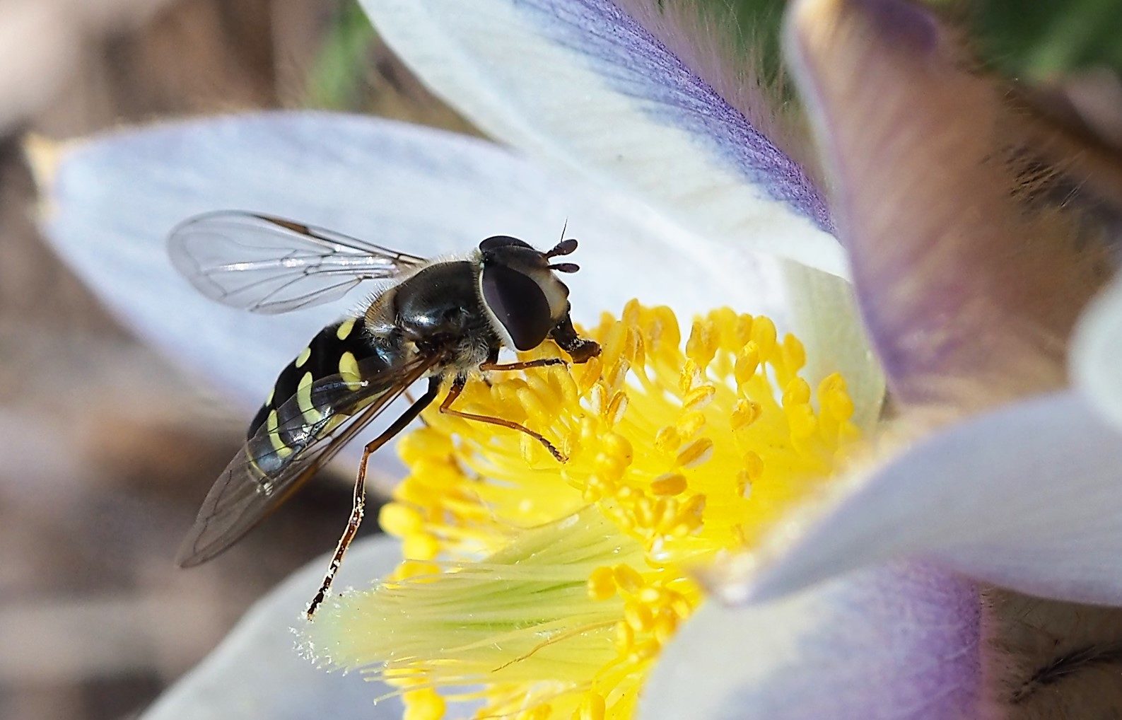 Valokuvaaja: Arja Valtonen