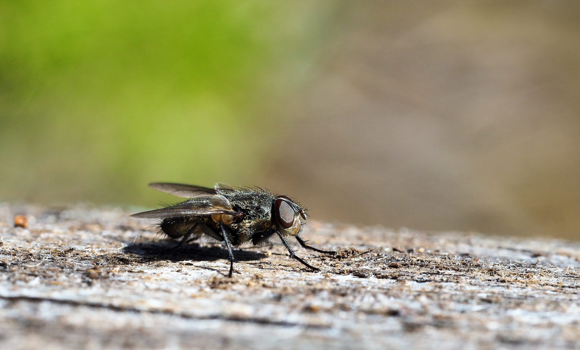 Valokuvaaja: Arja Valtonen