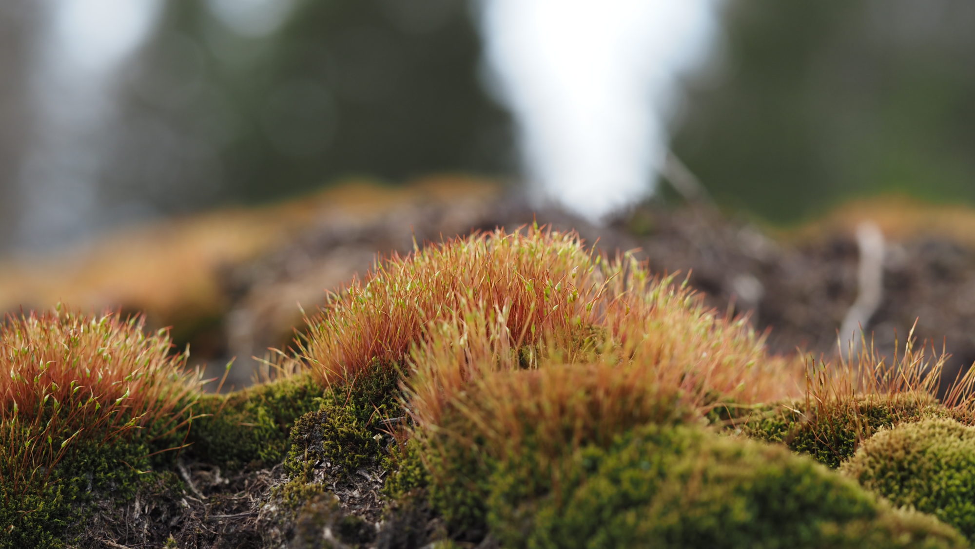 Valokuvaaja: Arja Valtonen