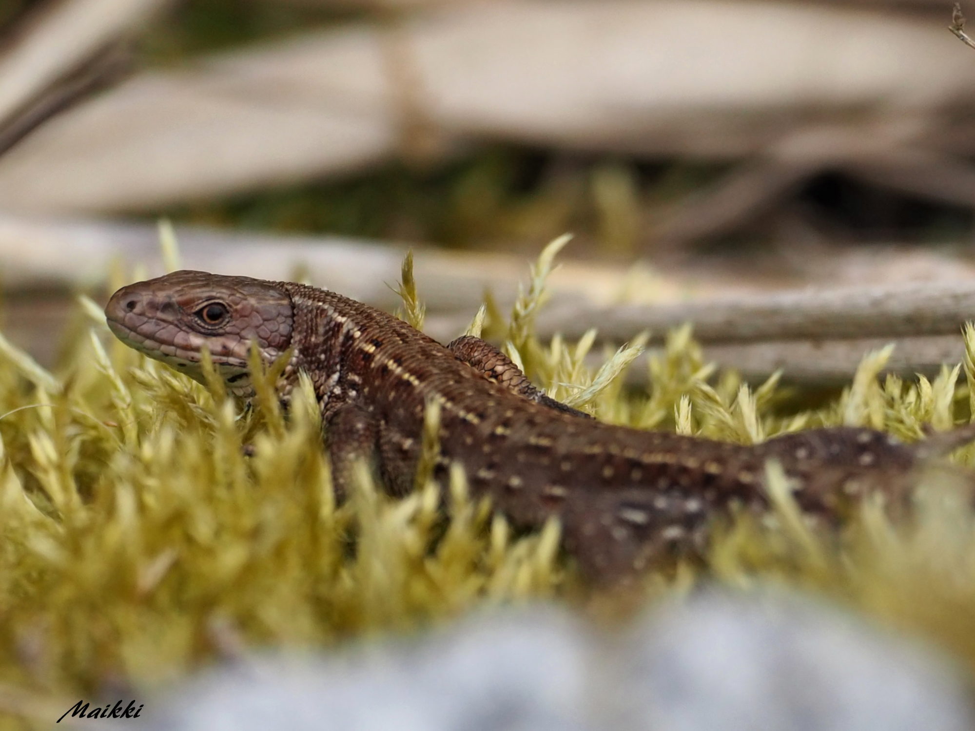 Valokuvaaja: Marja-Leena Kuusisto