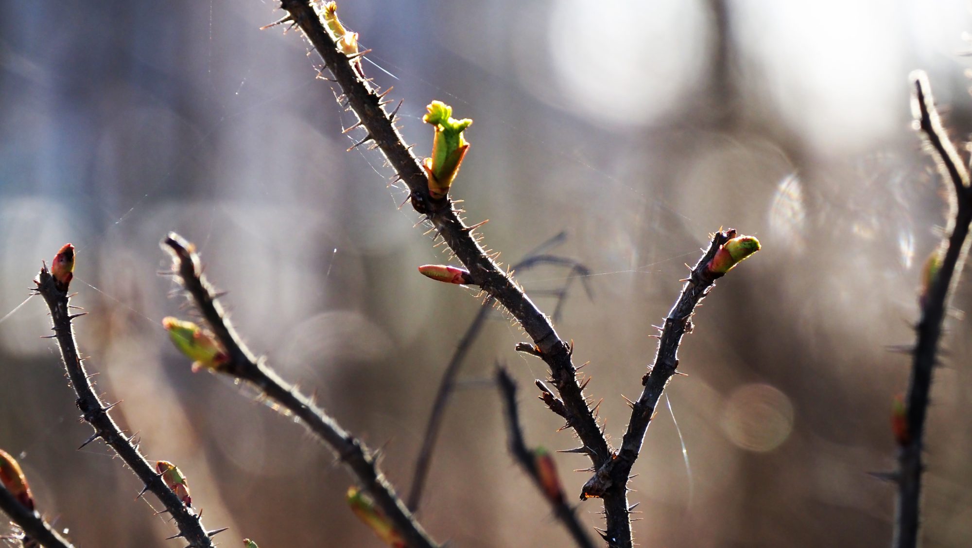 Valokuvaaja: Arja Valtonen