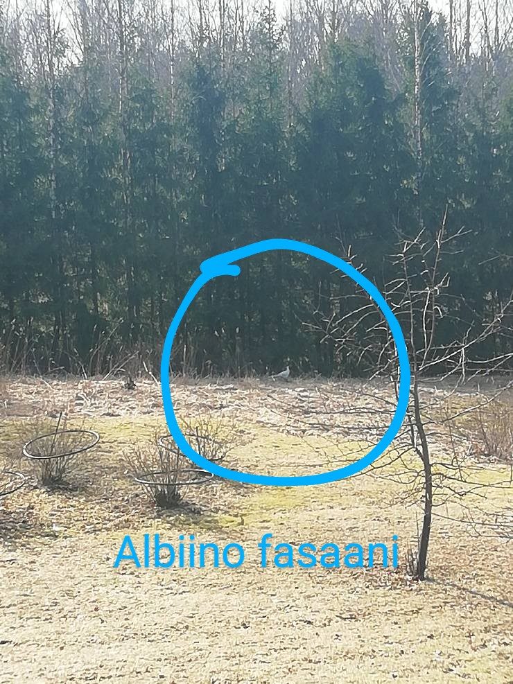 Valokuvaaja: Virve Vanhamäki Valokuvaaja: Virve Vanhamäki