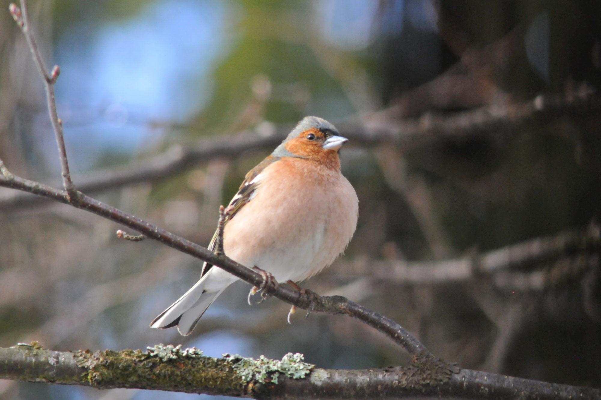 Valokuvaaja: Kaarlo Asikainen