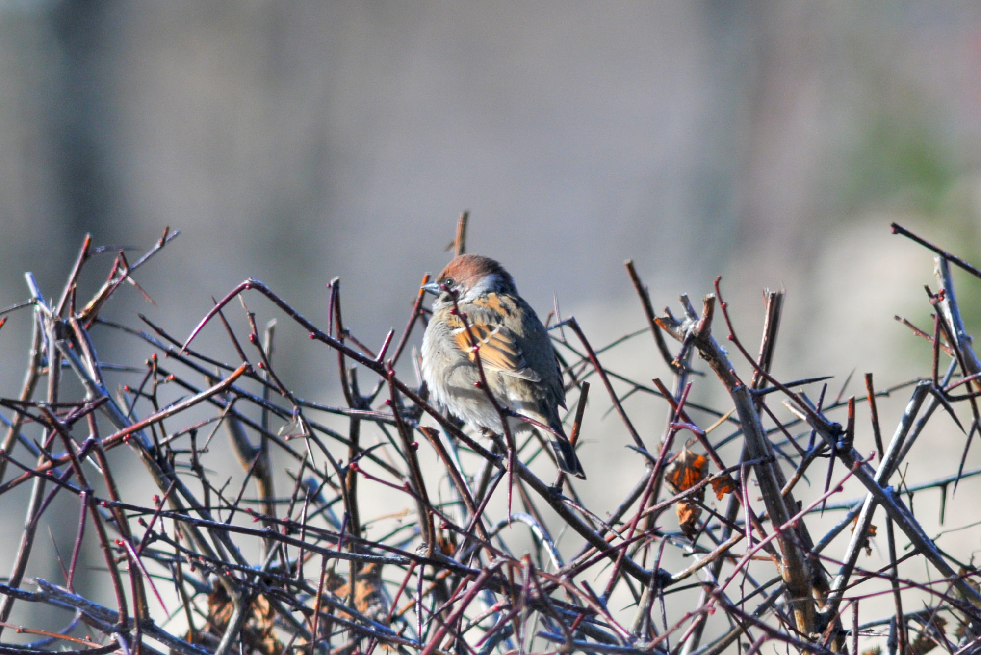 Valokuvaaja: Kaarlo Asikainen