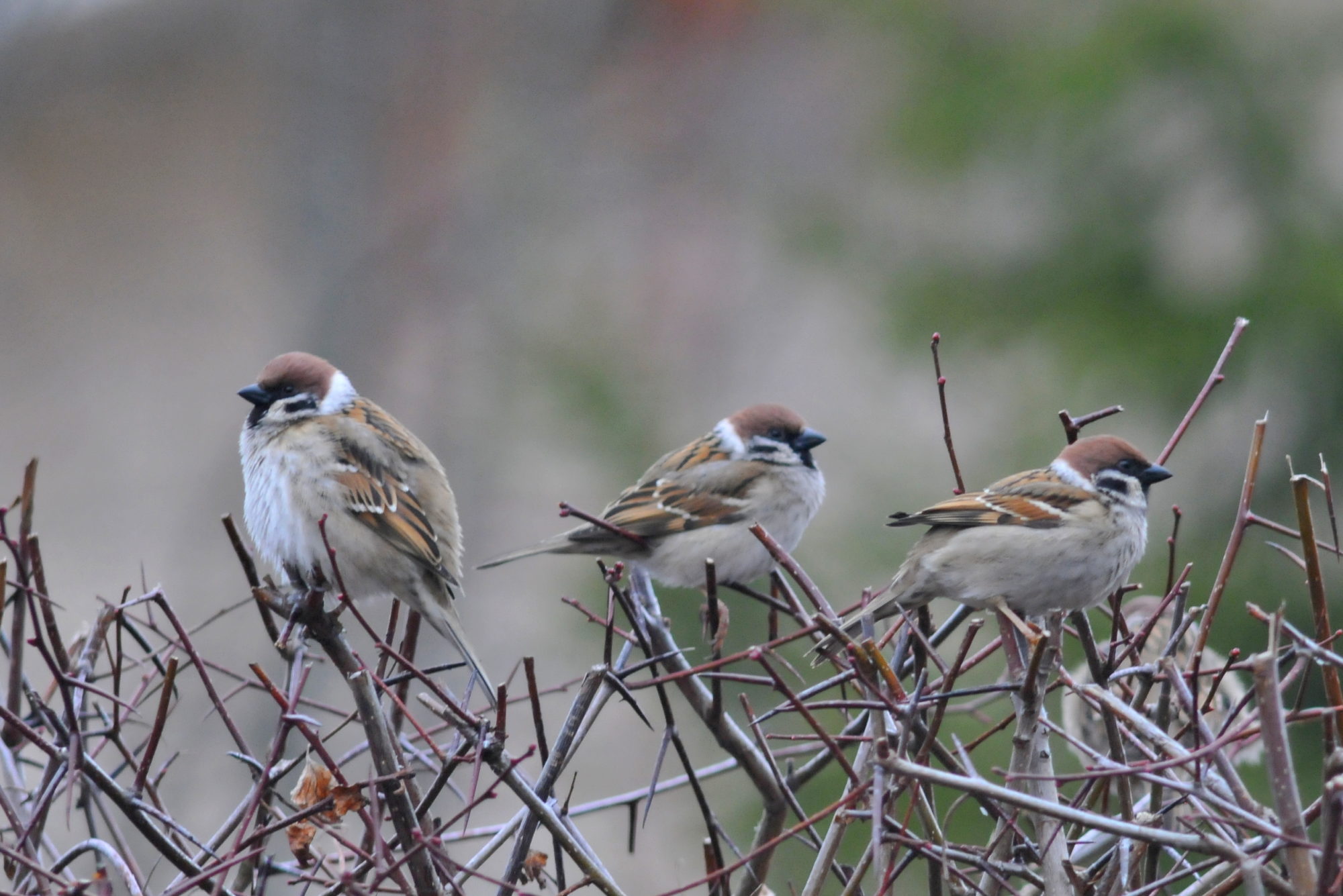 Valokuvaaja: Kaarlo Asikainen