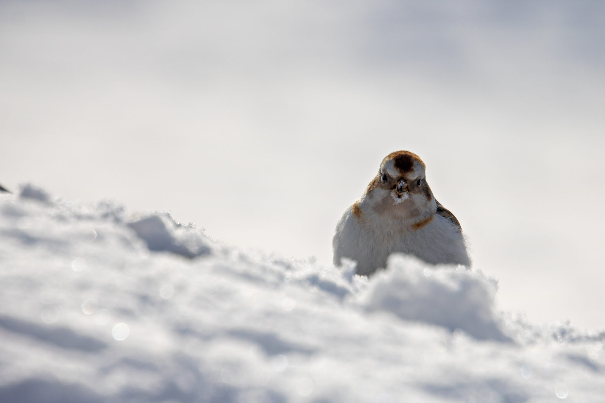 Valokuvaaja: Katri Niskanen