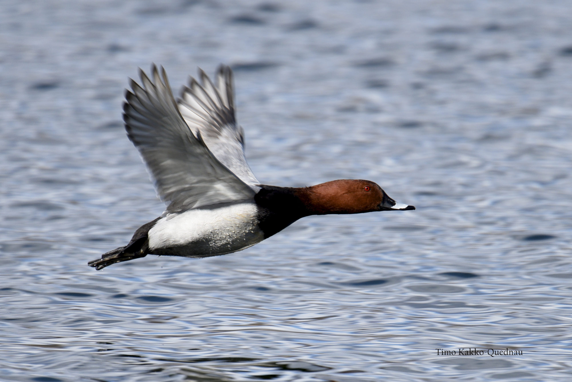 Valokuvaaja: Timo Kakko-Quednau