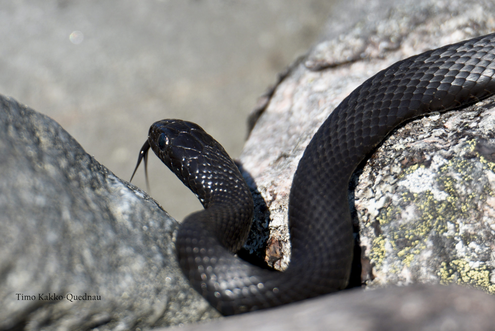 Valokuvaaja: Timo Kakko-Quednau
