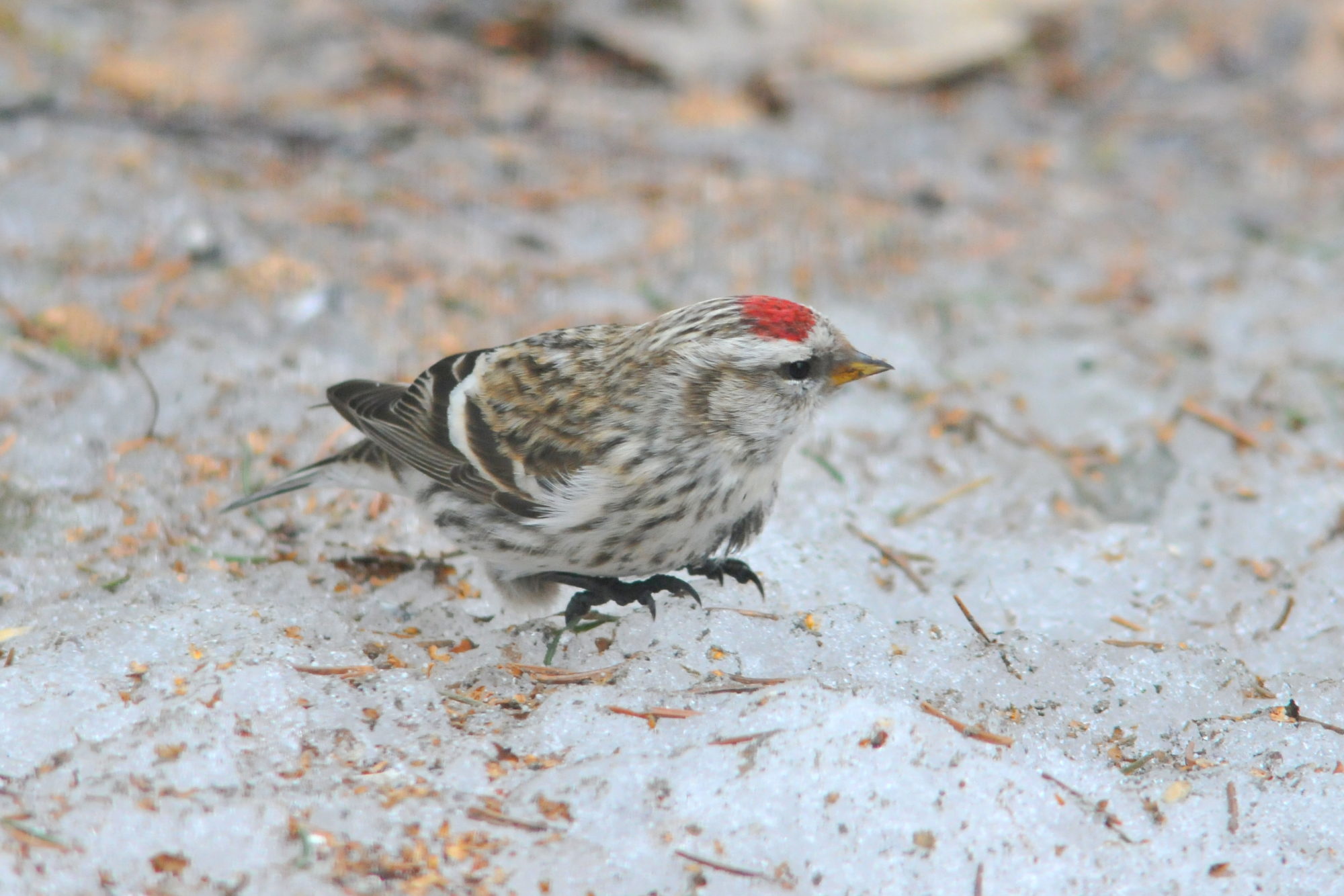 Valokuvaaja: Kaarlo Asikainen
