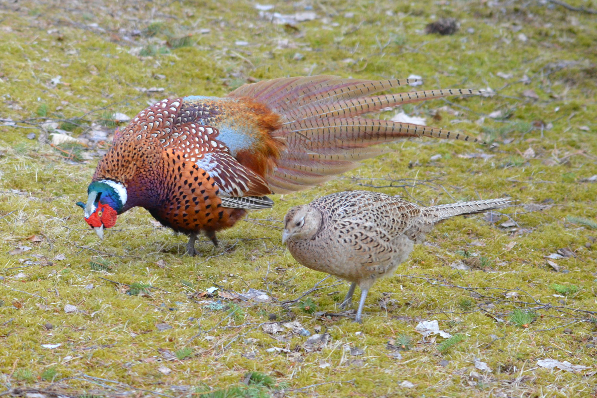 Valokuvaaja: Kaarlo Asikainen Valokuvaaja: Kaarlo Asikainen