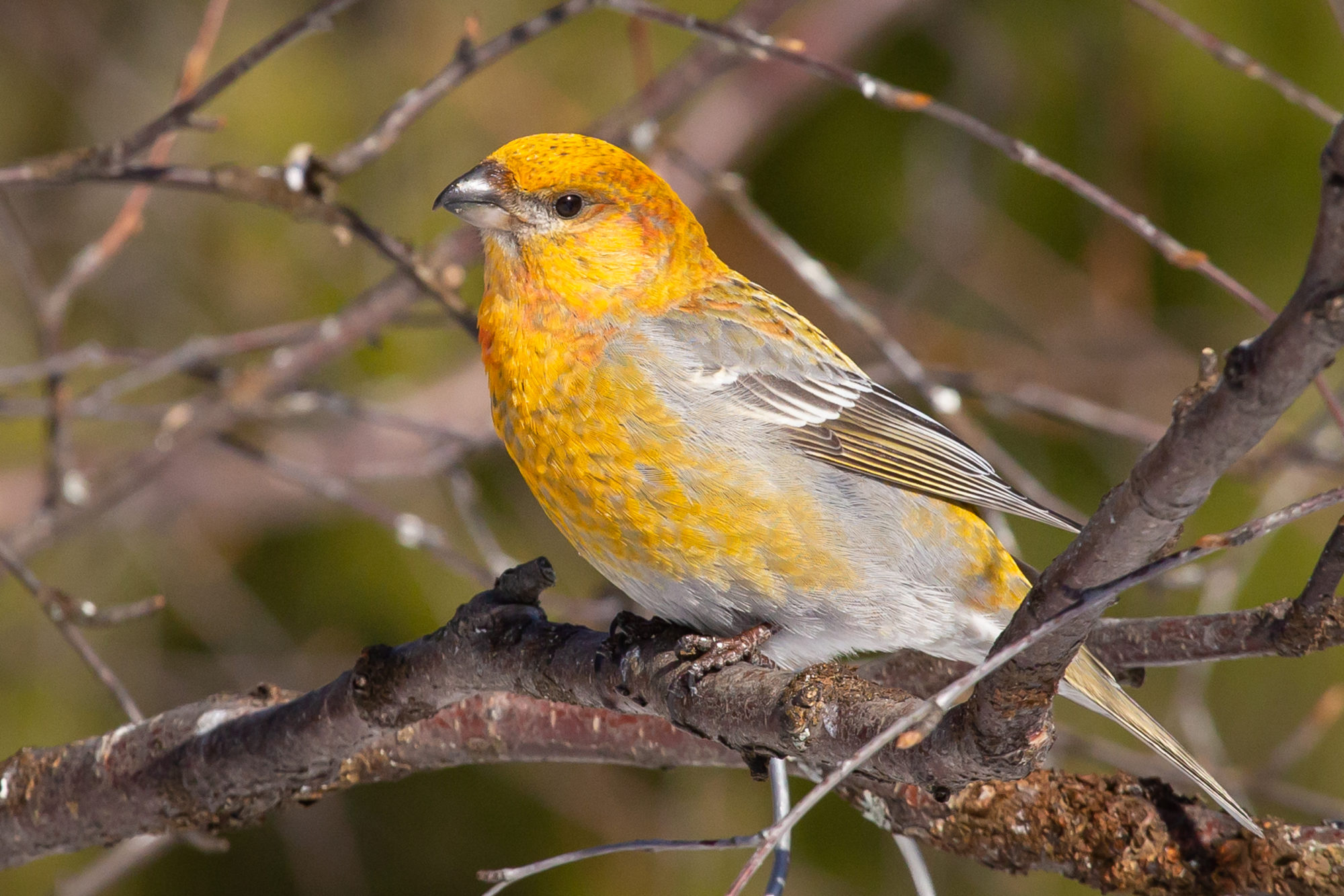 Valokuvaaja: Pirkko Hietaniemi