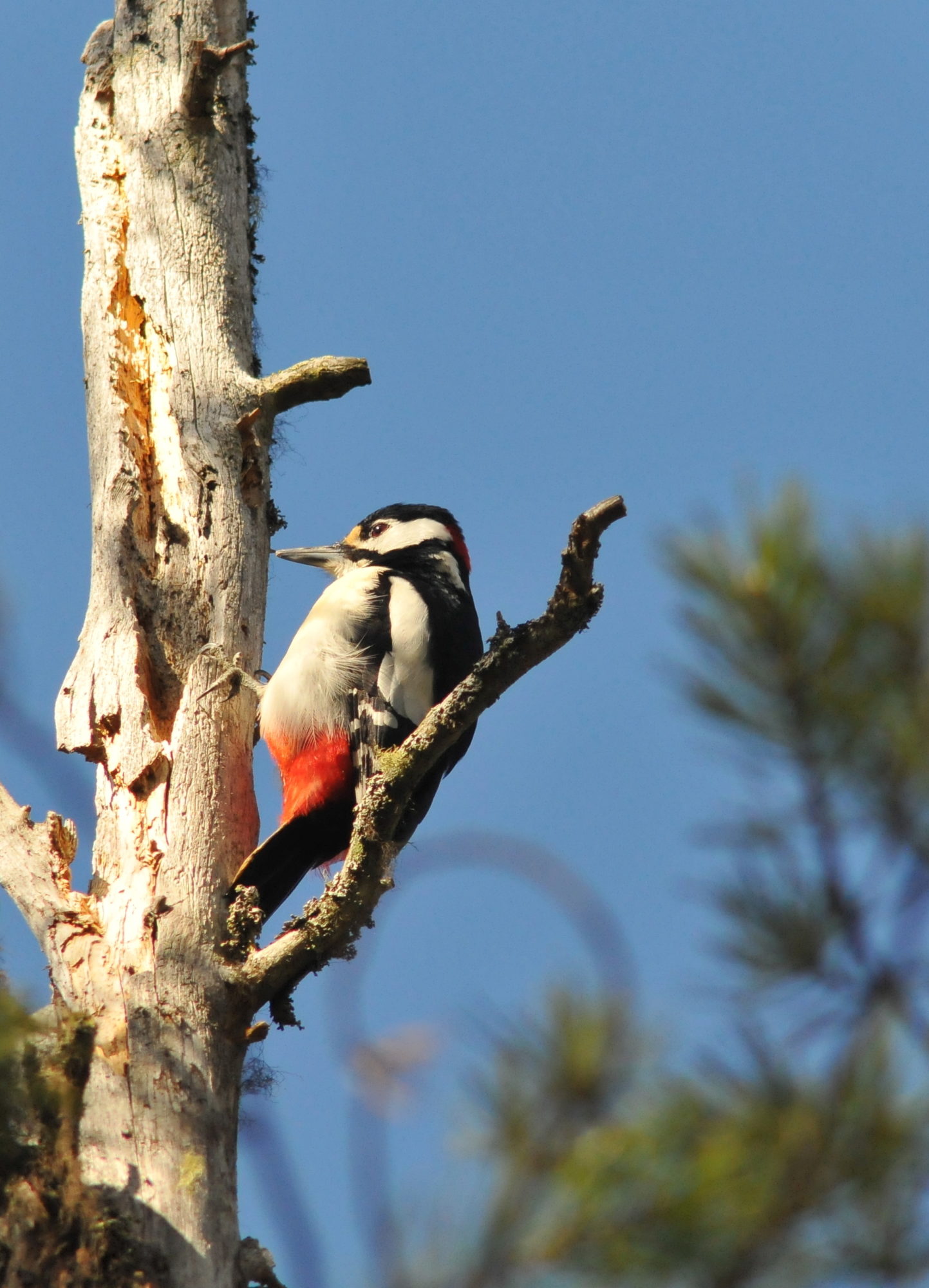 Valokuvaaja: Kaarlo Asikainen