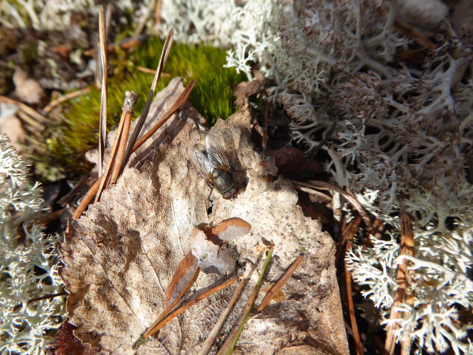 Valokuvaaja: Toni Asikainen Valokuvaaja: Toni Asikainen