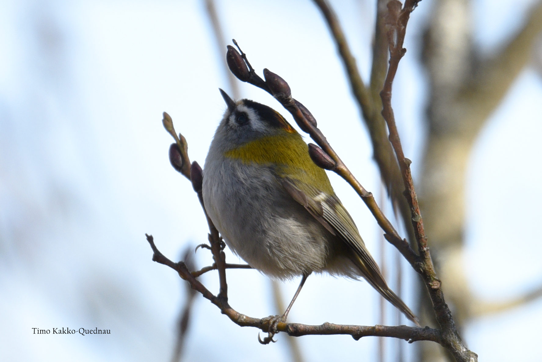 Valokuvaaja: Timo Kakko-Quednau