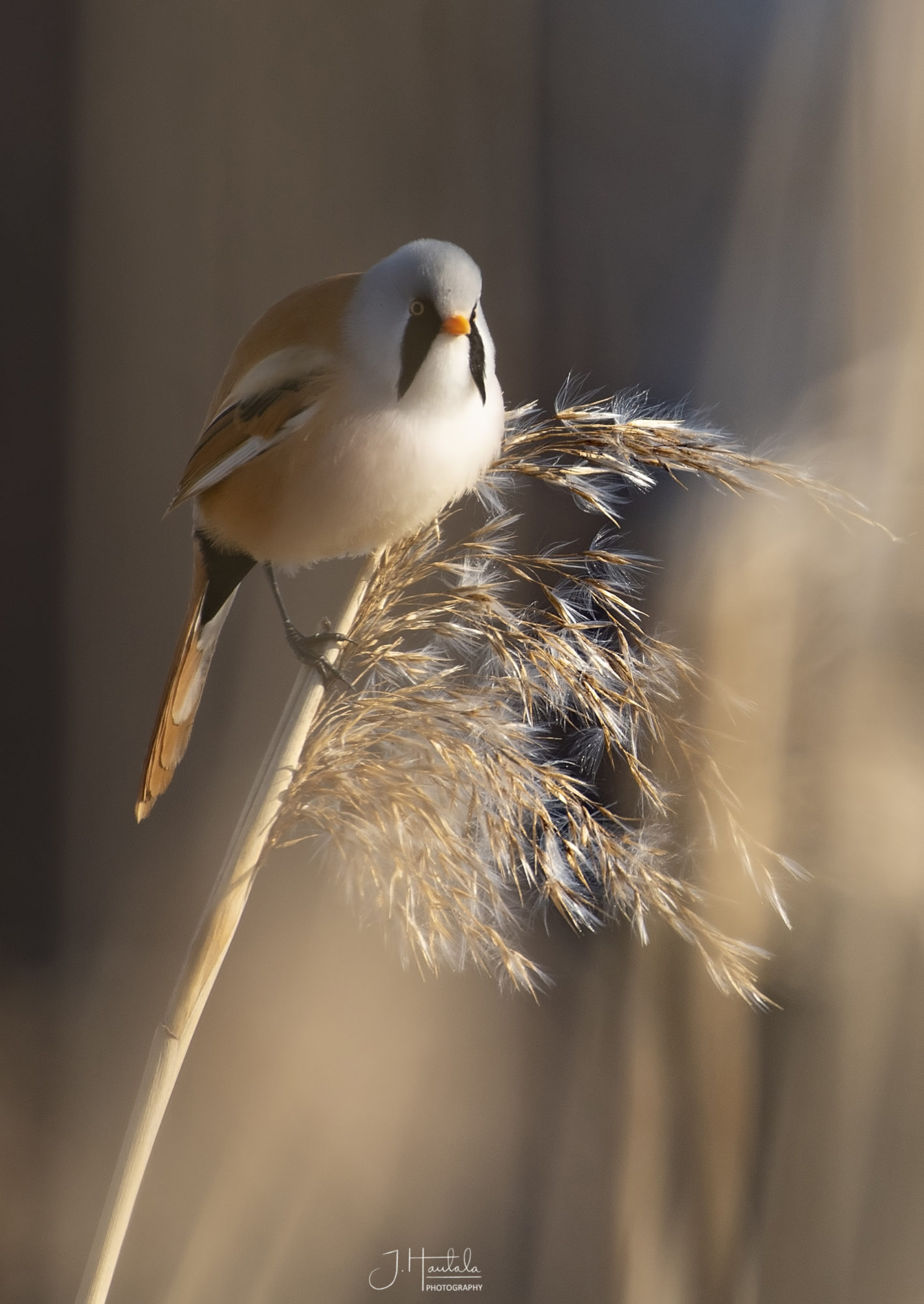 Valokuvaaja: Jari Hautala Valokuvaaja: Jari Hautala