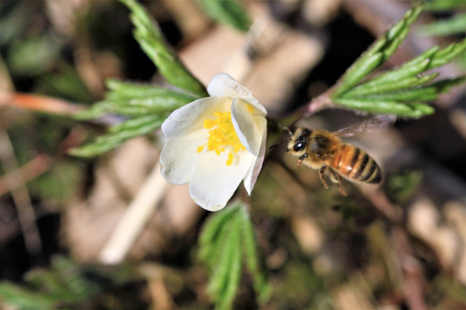 Valokuvaaja: Berndt Hannelius