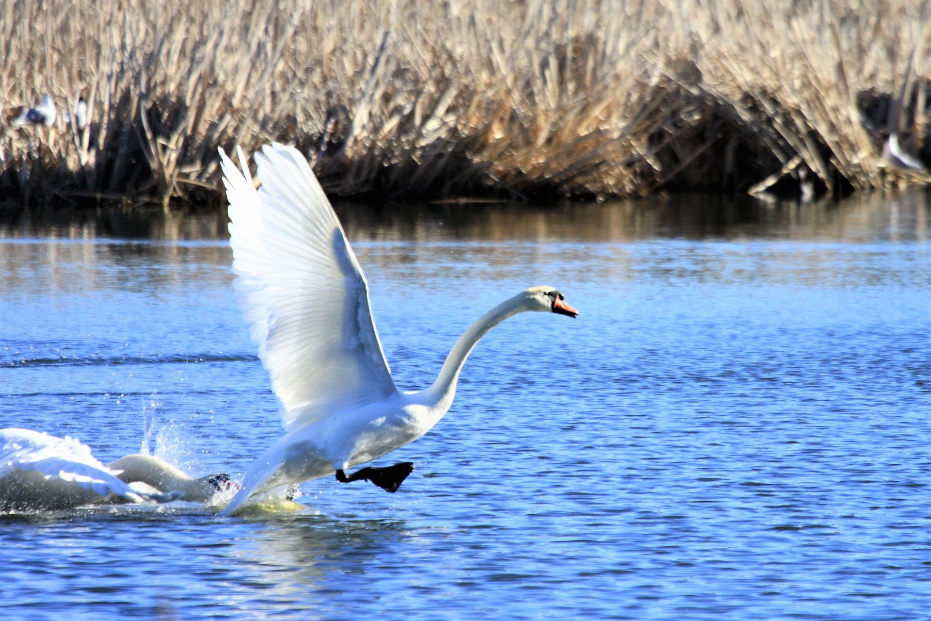 Valokuvaaja: Berndt Hannelius