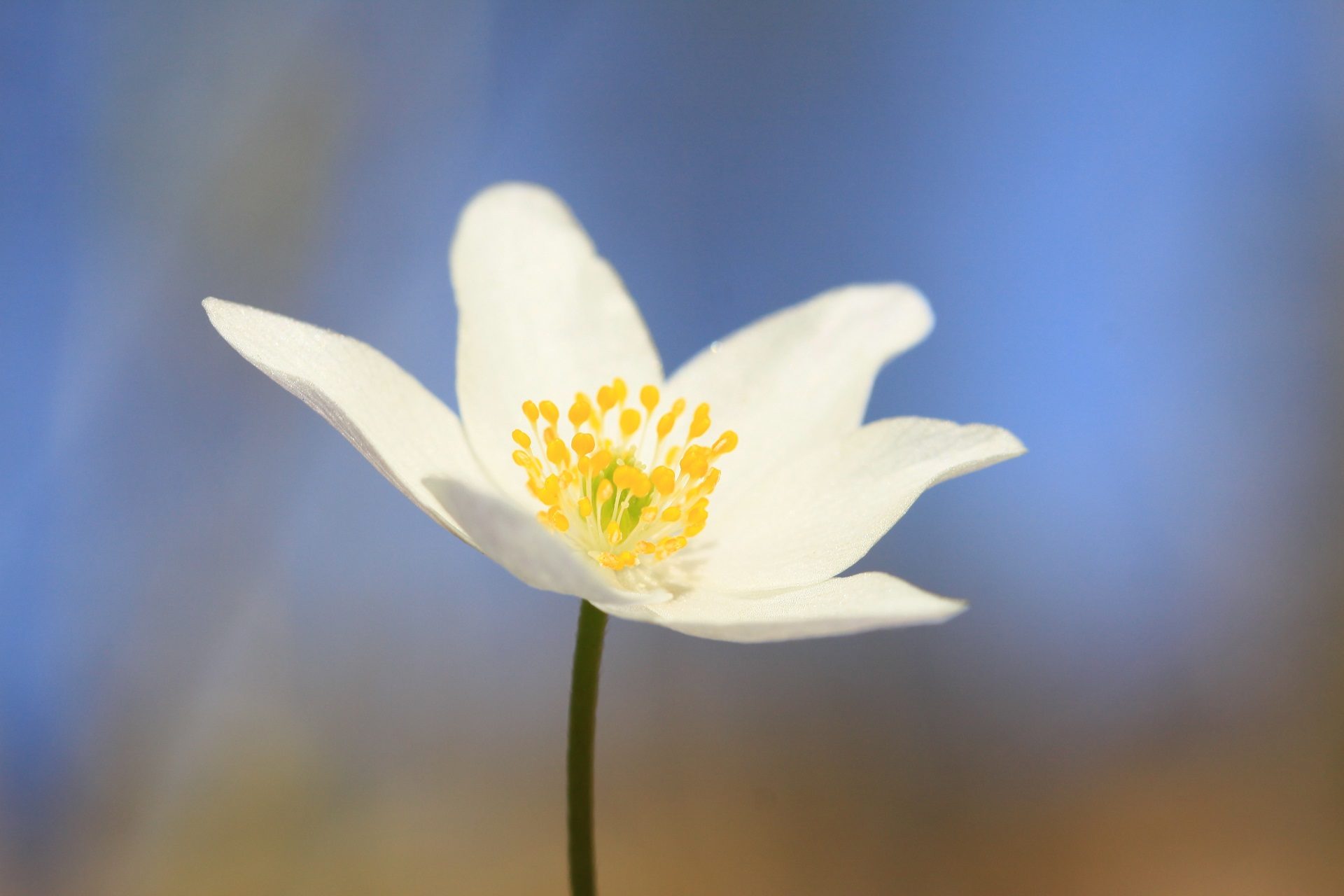 Valokuvaaja: Berndt Hannelius