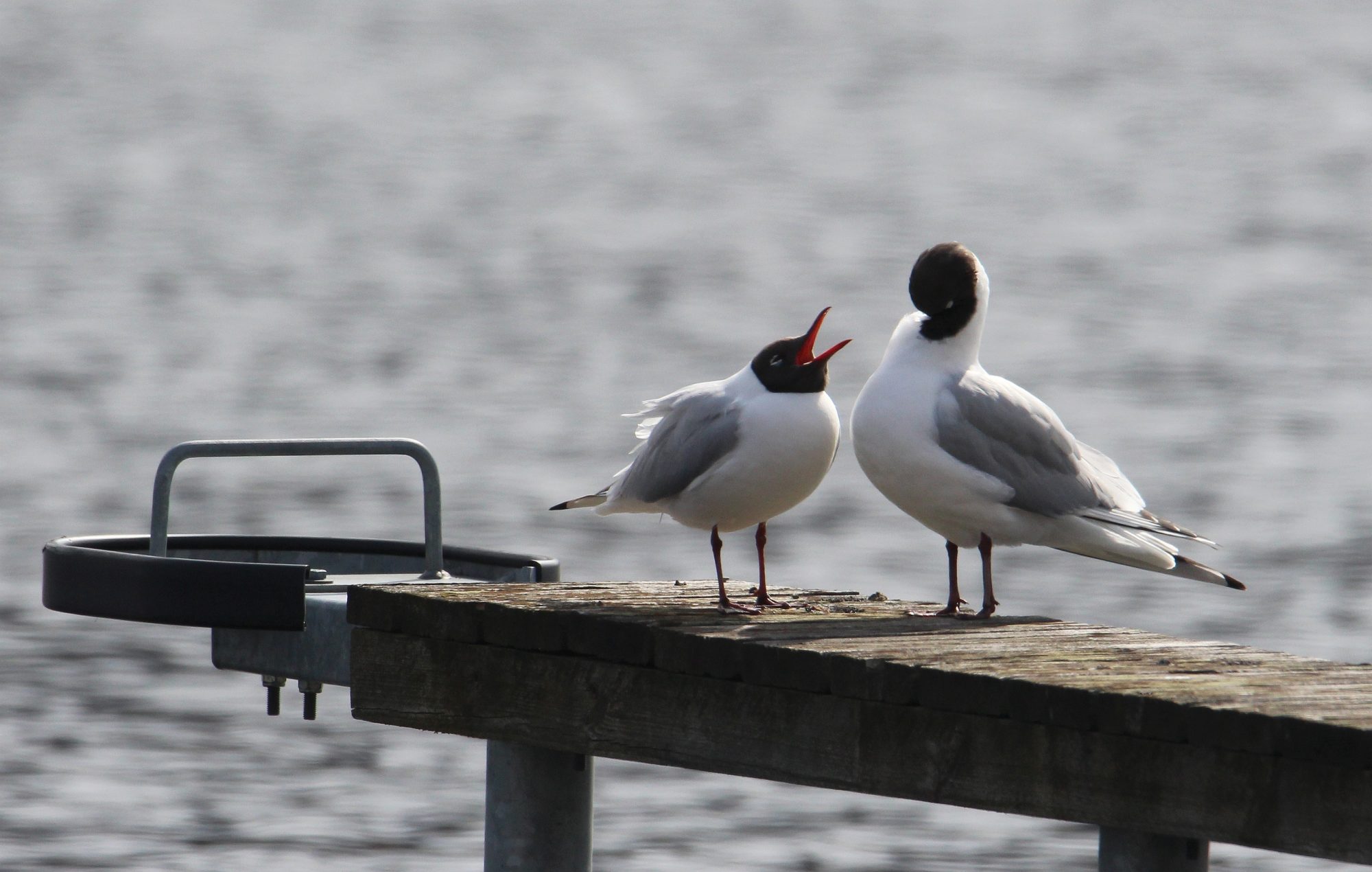 Valokuvaaja: Jaana Saarelainen