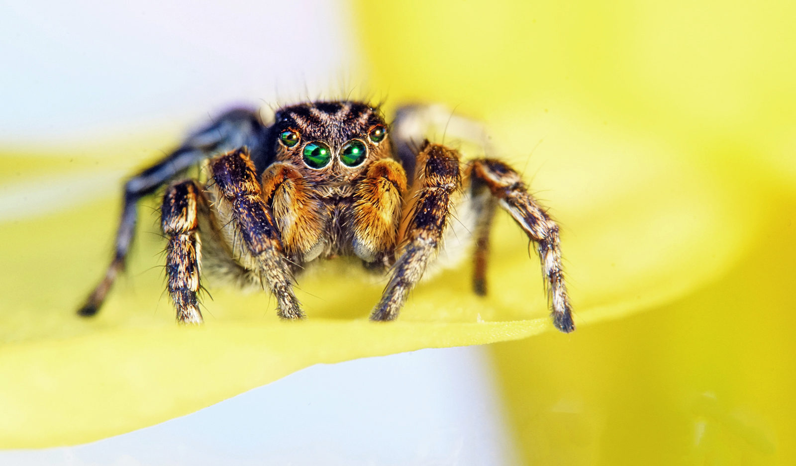 Valokuvaaja: Juhani Harkas