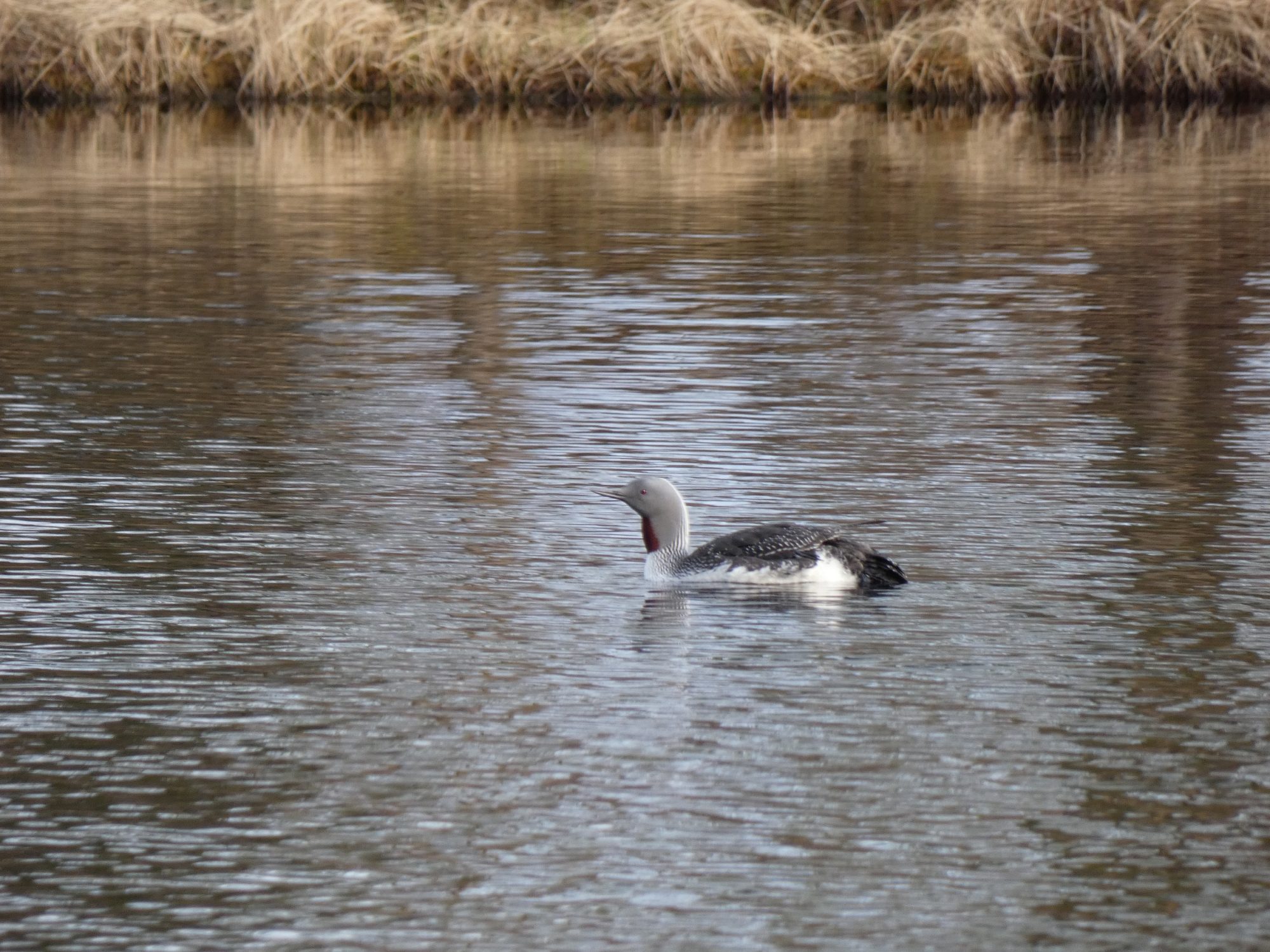 Valokuvaaja: Eero Peltonen