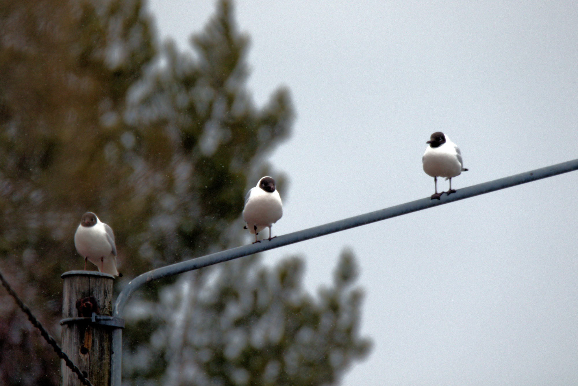 Valokuvaaja: Ahti Keränen