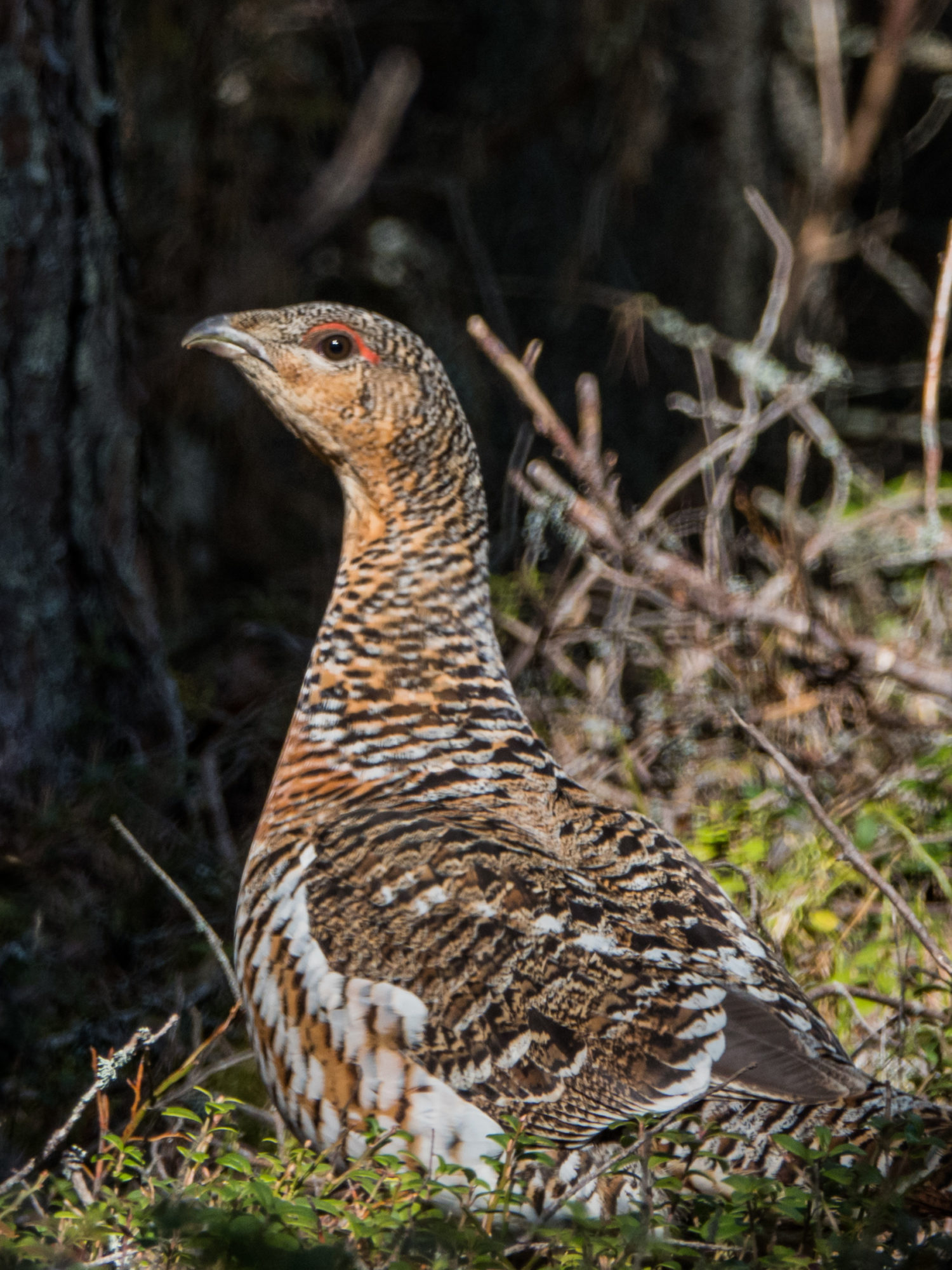 Koppelon kurkistus