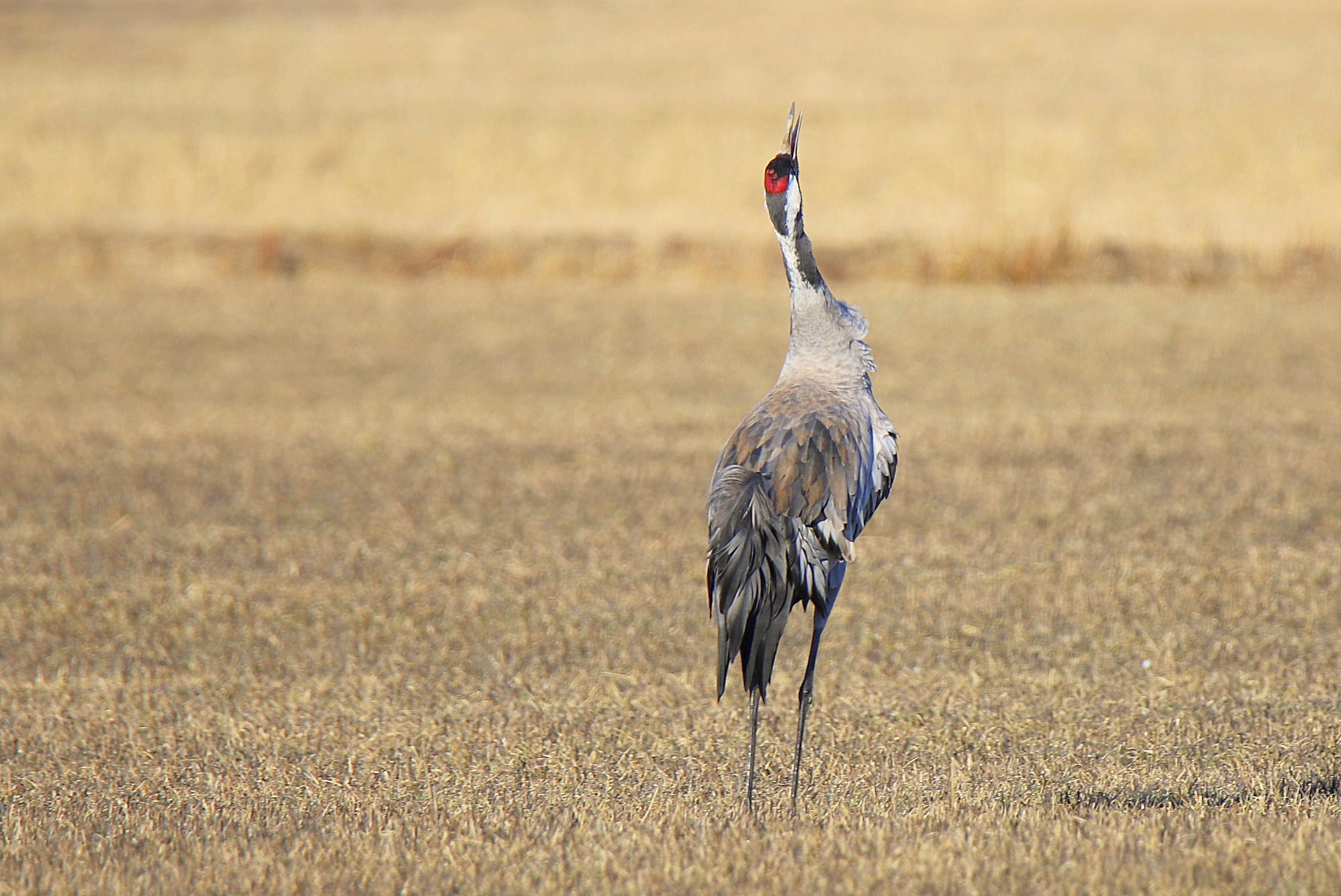 Valokuvaaja: sirpa jyske