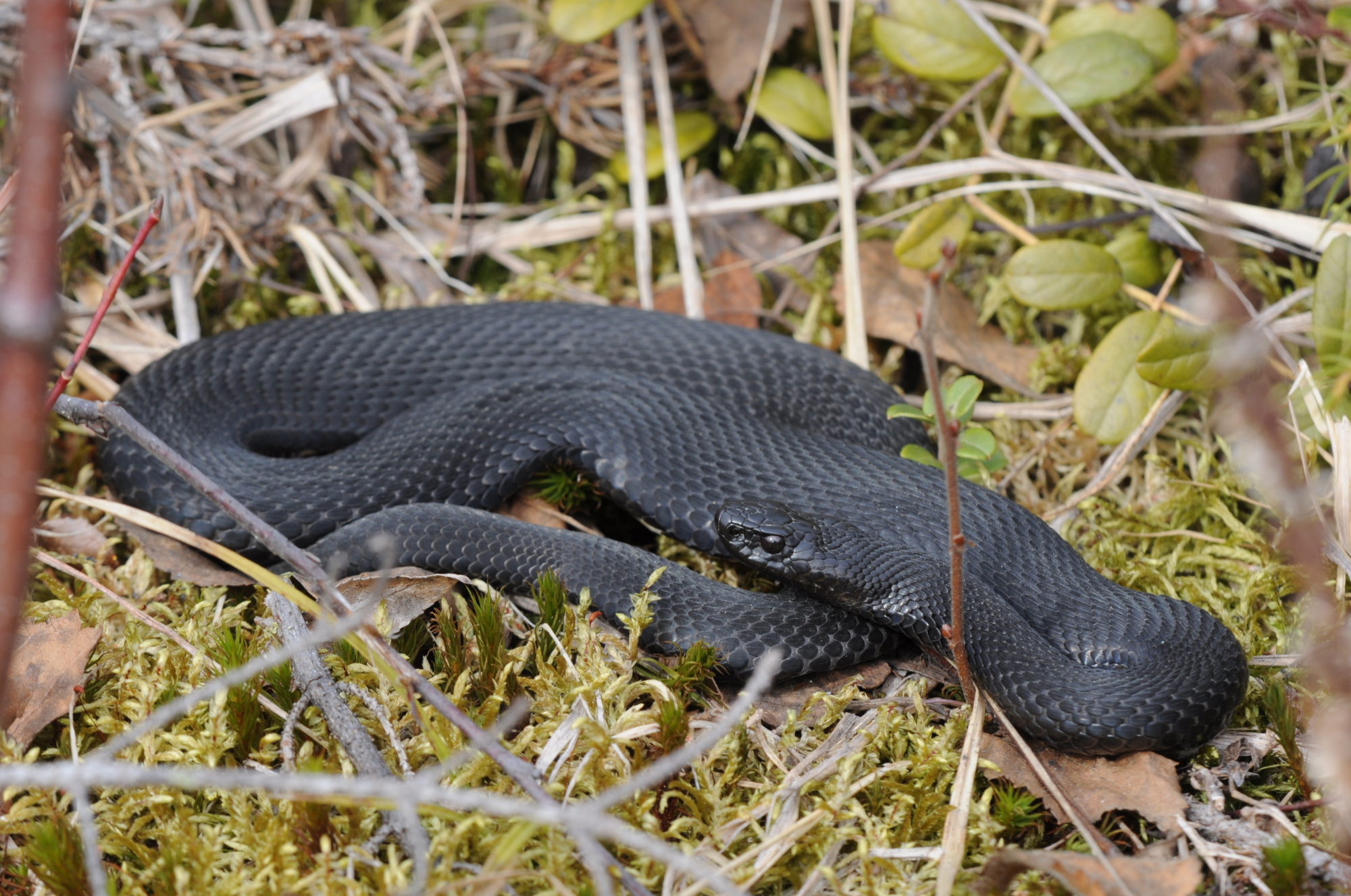 Valokuvaaja: Joel Rahkonen