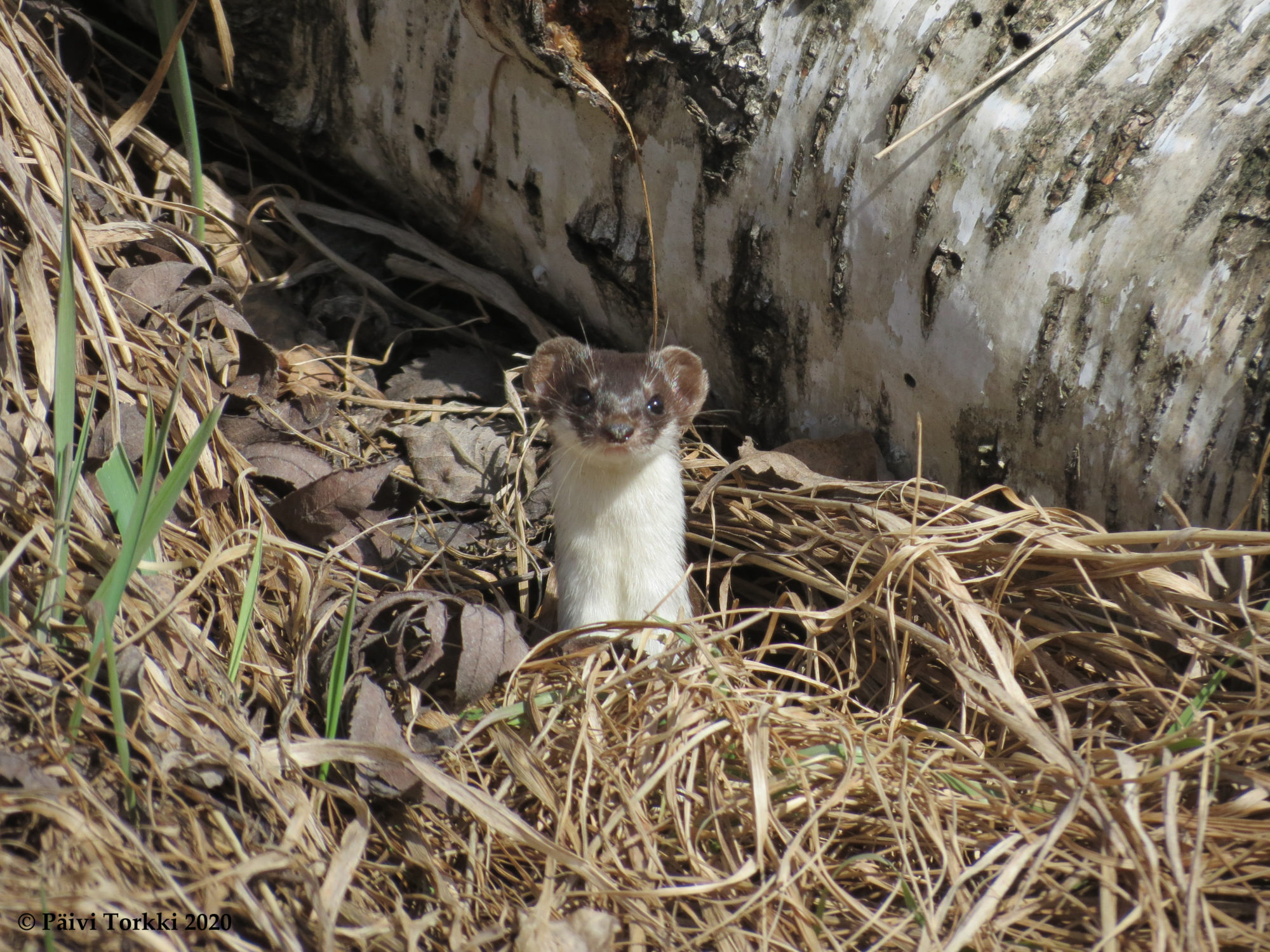Valokuvaaja: Päivi Torkki