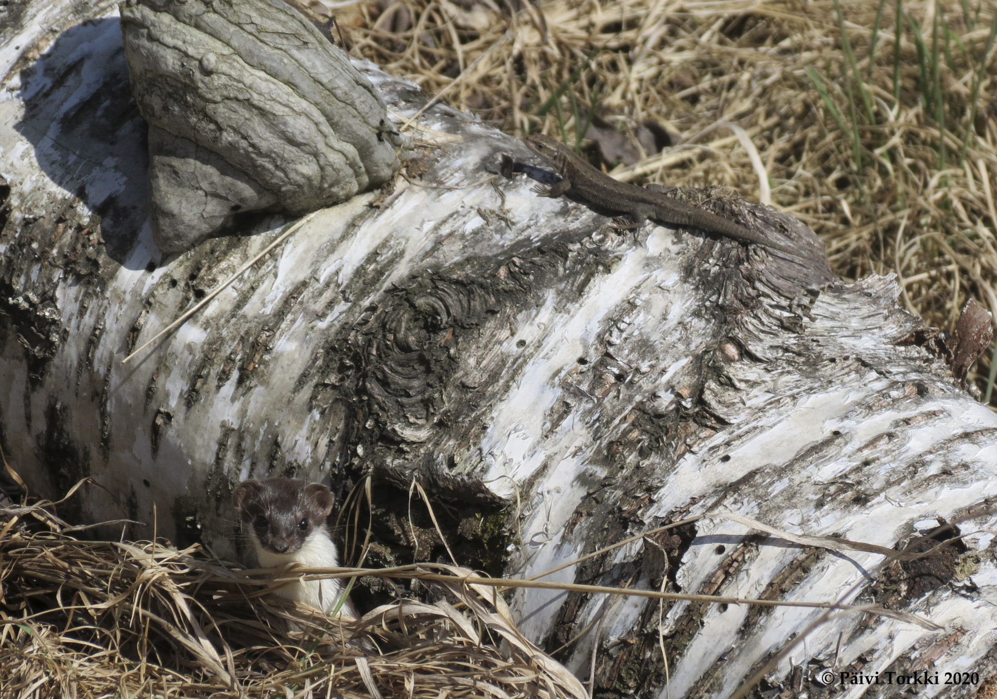 Valokuvaaja: Päivi Torkki