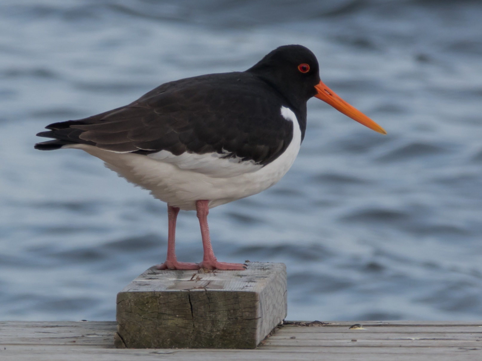 Valokuvaaja: Merja Ollikainen