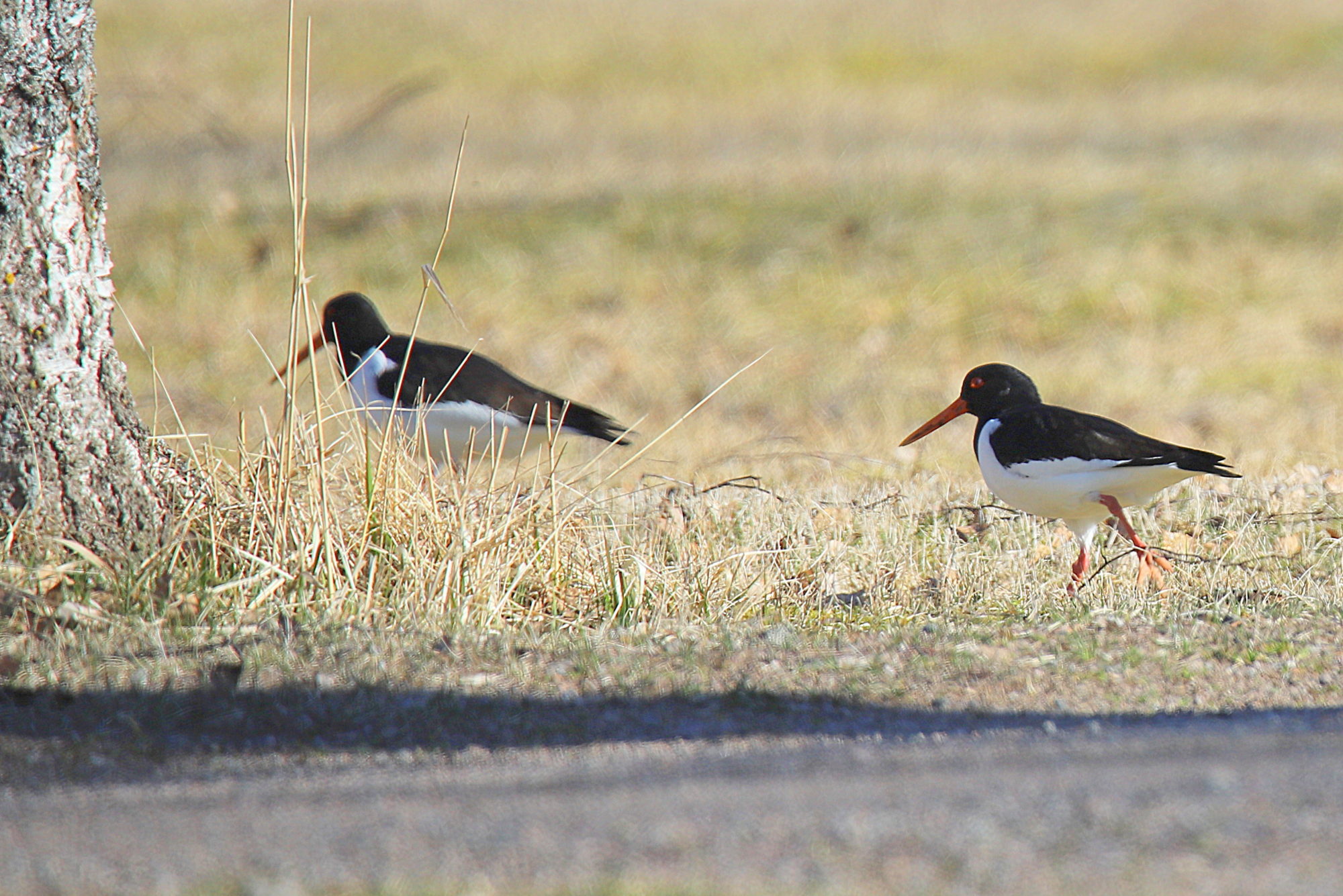 Valokuvaaja: sirpa jyske