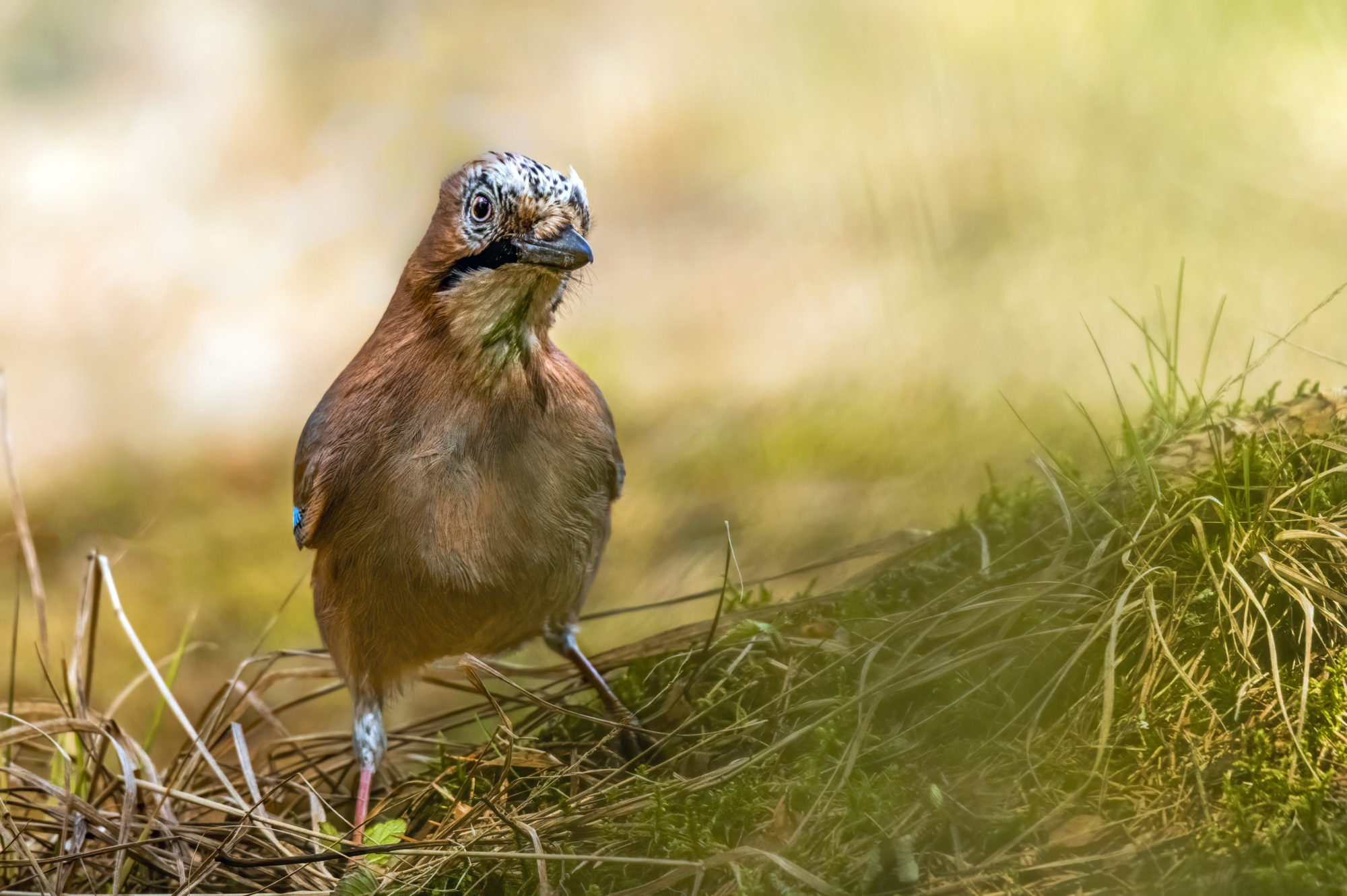 Valokuvaaja: Risto Lavi