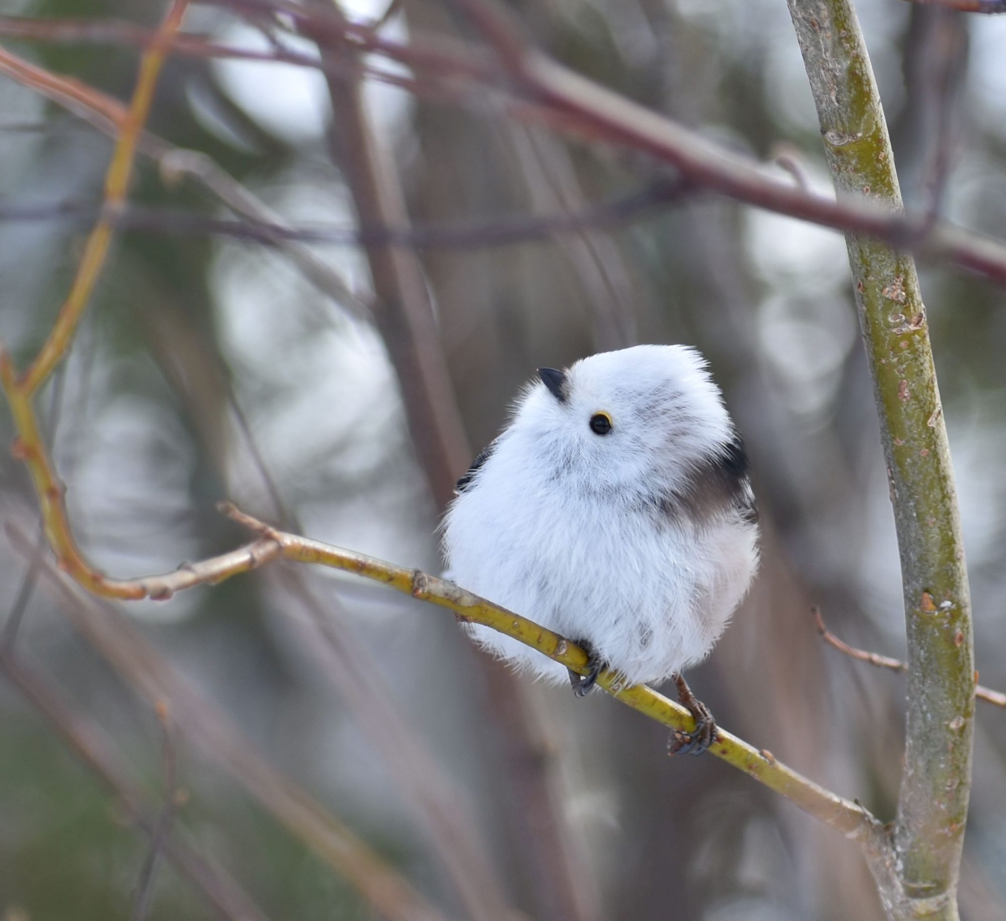 Valokuvaaja: Heidi Vattulainen