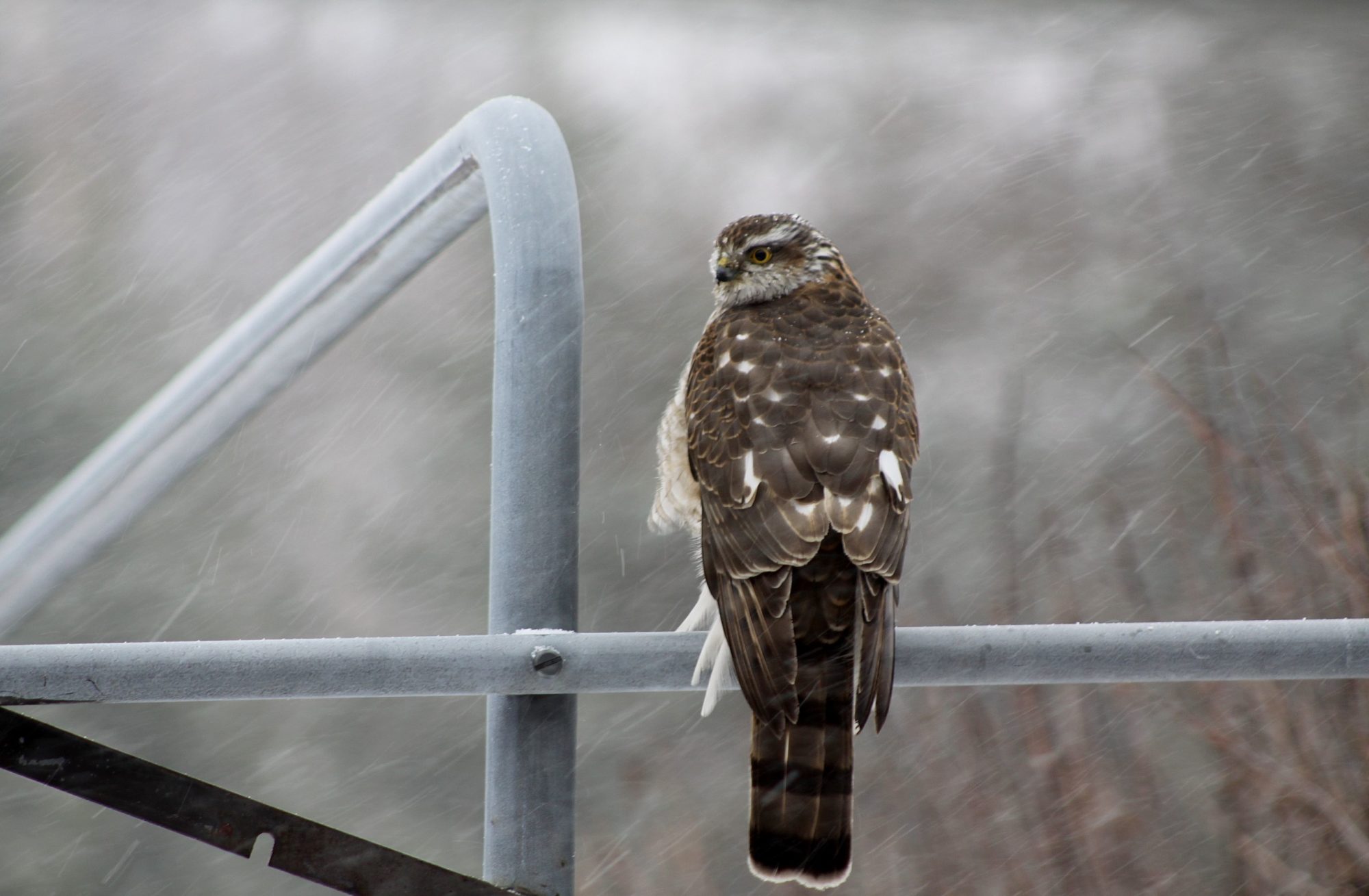 Valokuvaaja: Pirkko Siukonen