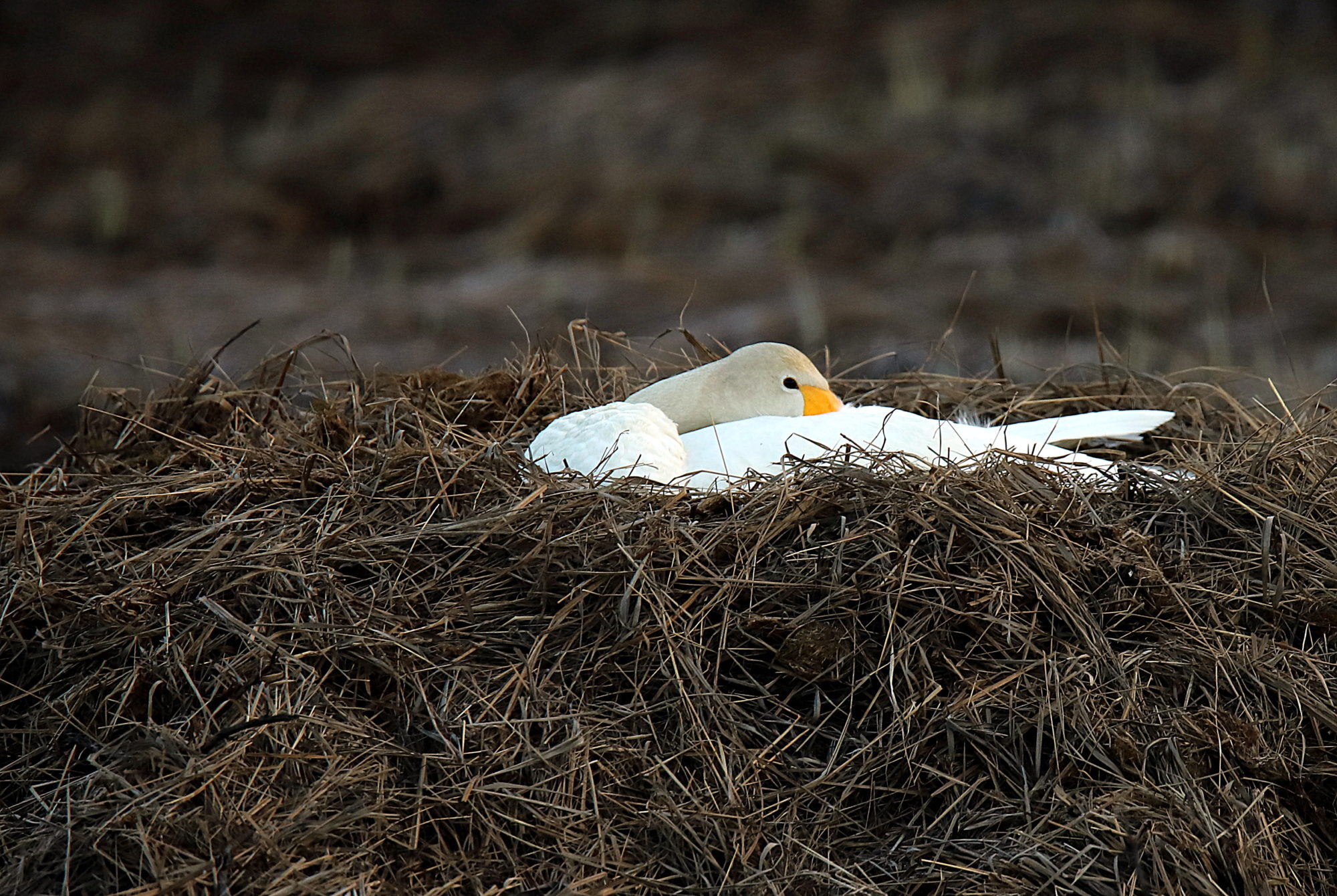 Valokuvaaja: sirpa jyske