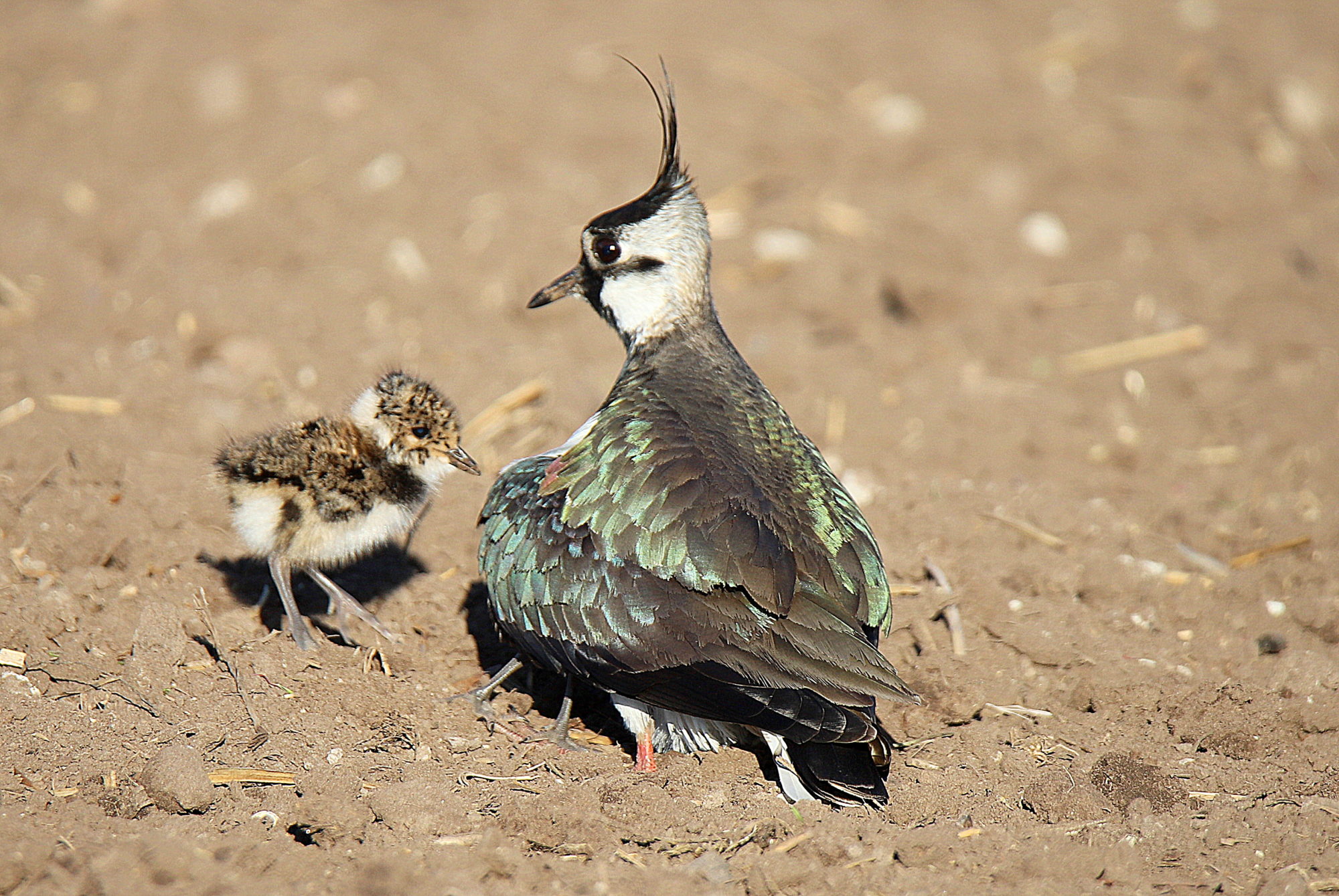 Valokuvaaja: sirpa jyske