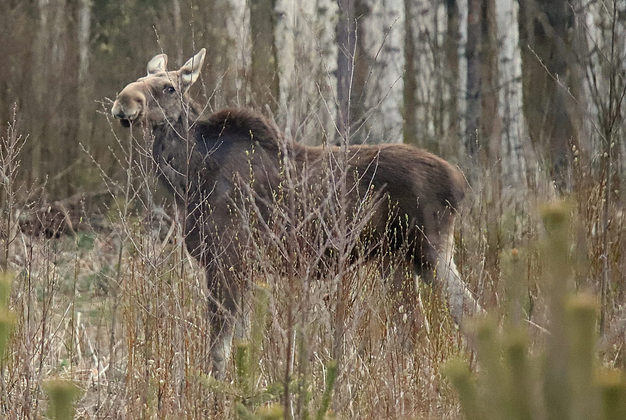 Valokuvaaja: sirpa jyske