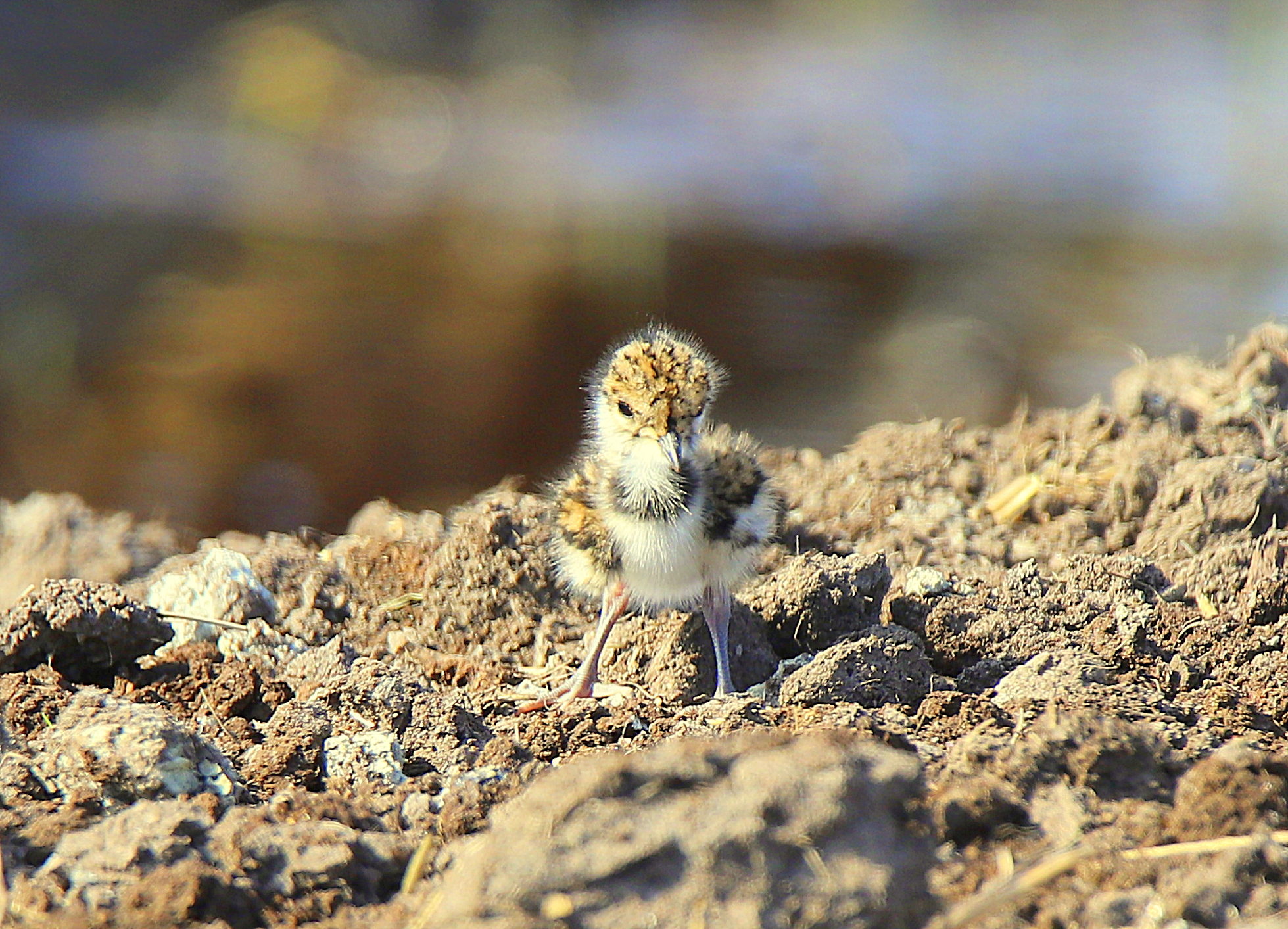Valokuvaaja: sirpa jyske