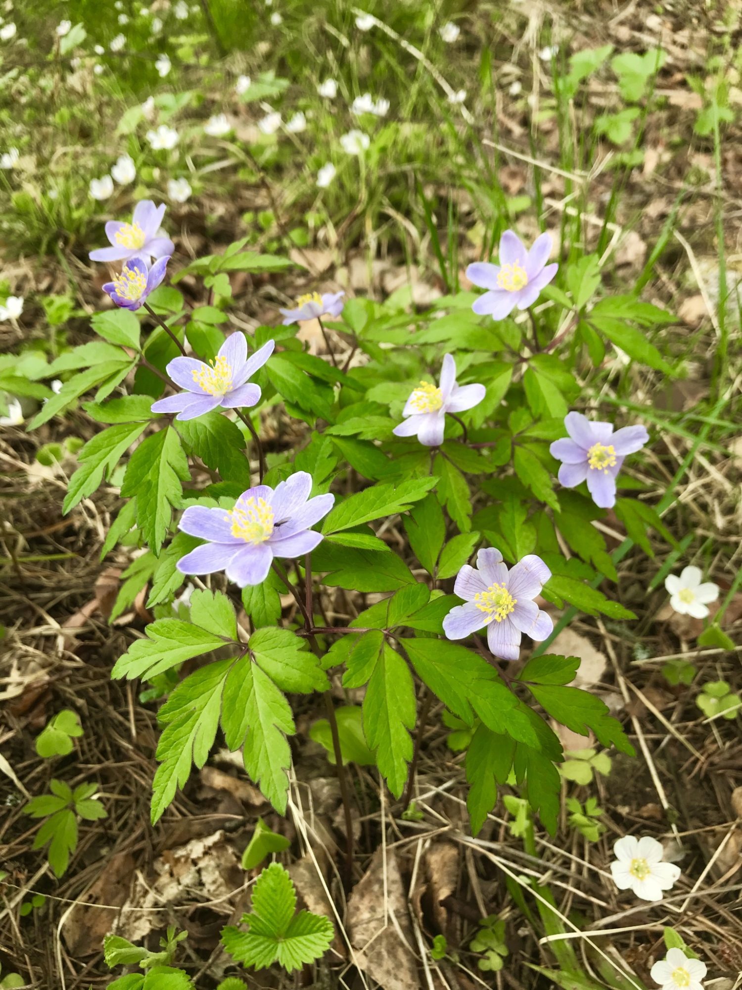 Valokuvaaja: Alpo Parkkonen